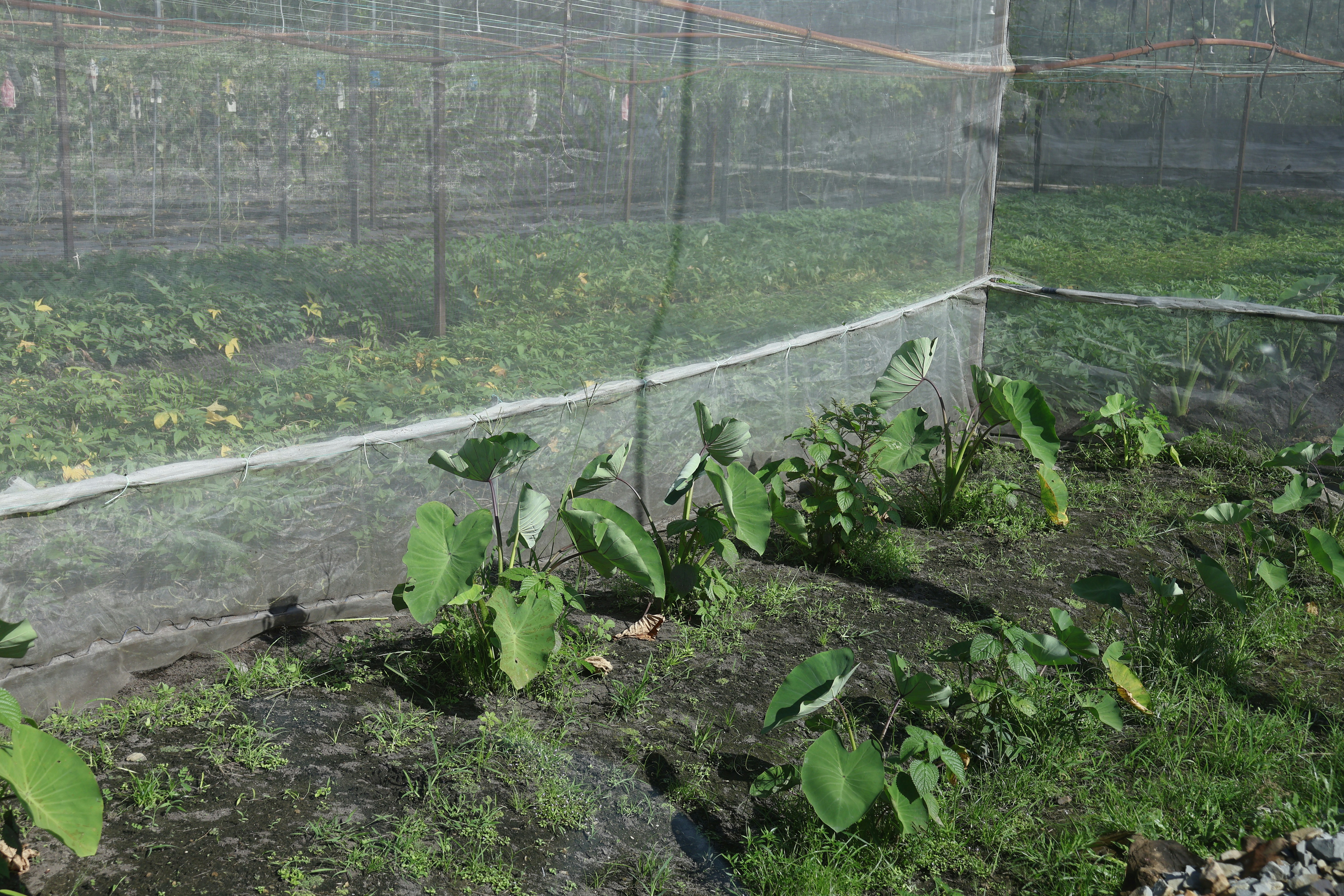 Agritech in the City: Advanced Strategies for Dhaka’s Smallholder Linkages and Weekend Markets (2026)