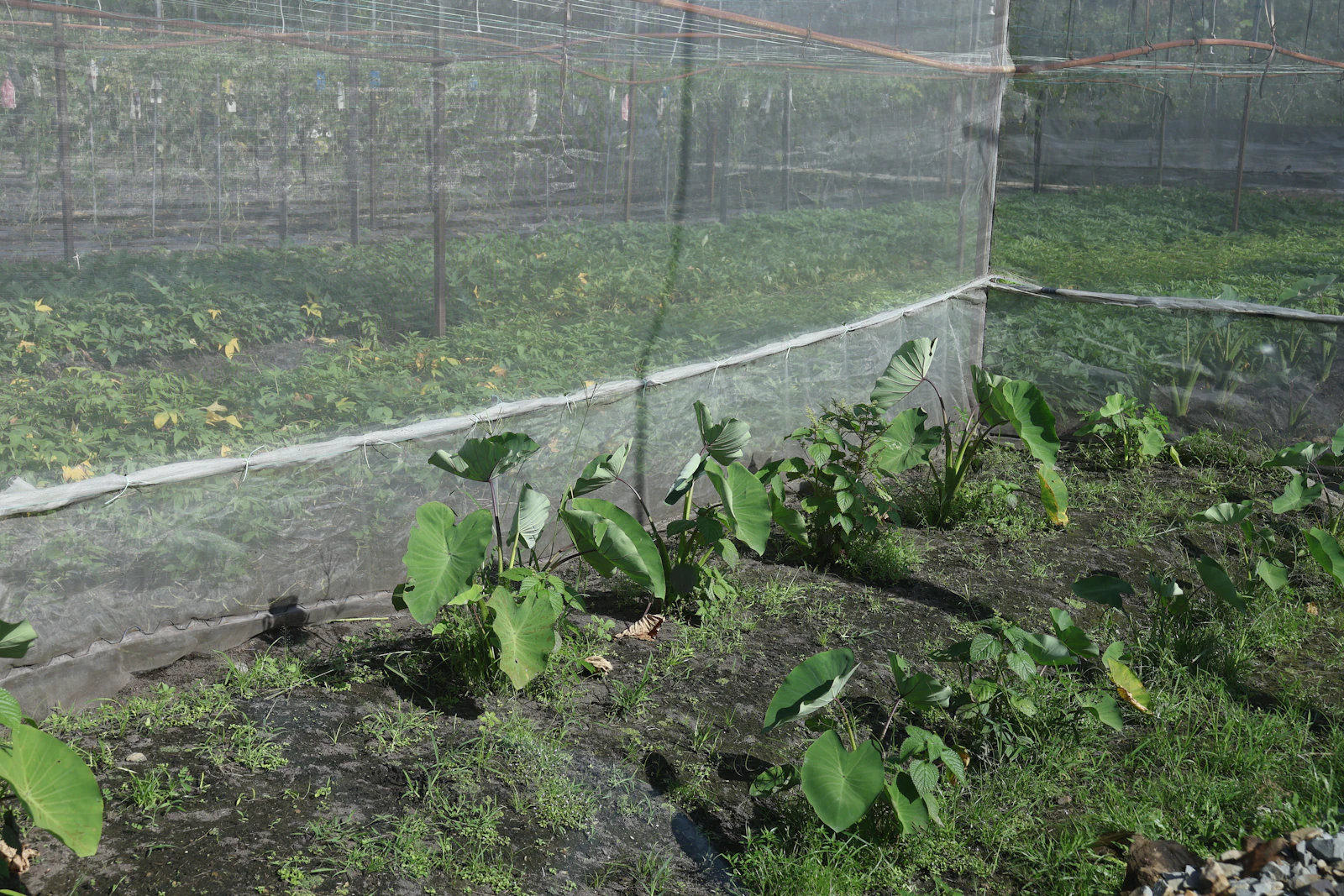 Agri & Poultry Nets — reference photos — image 2