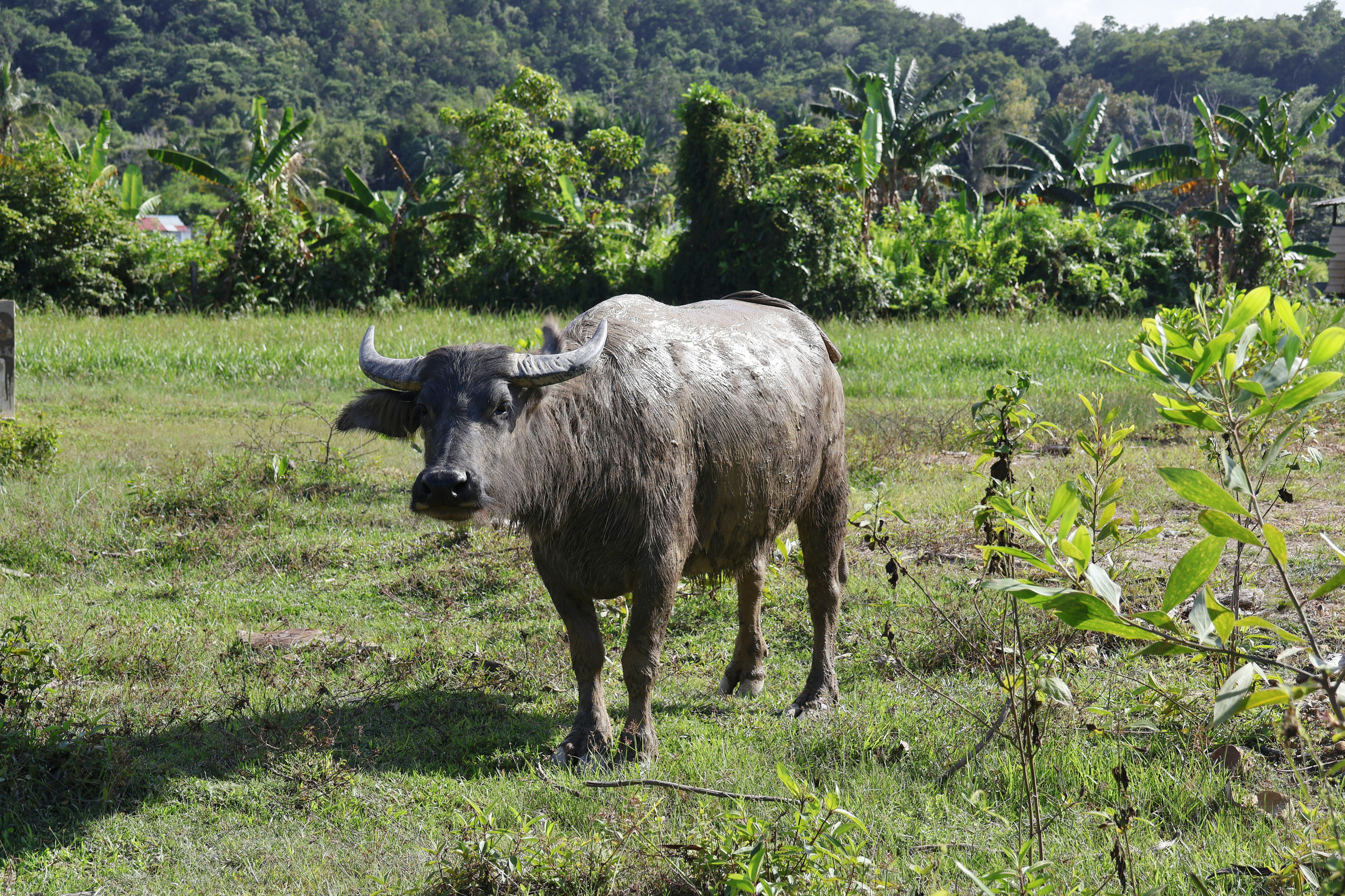Un búfalo de agua se encuentra en un campo de hierba.
