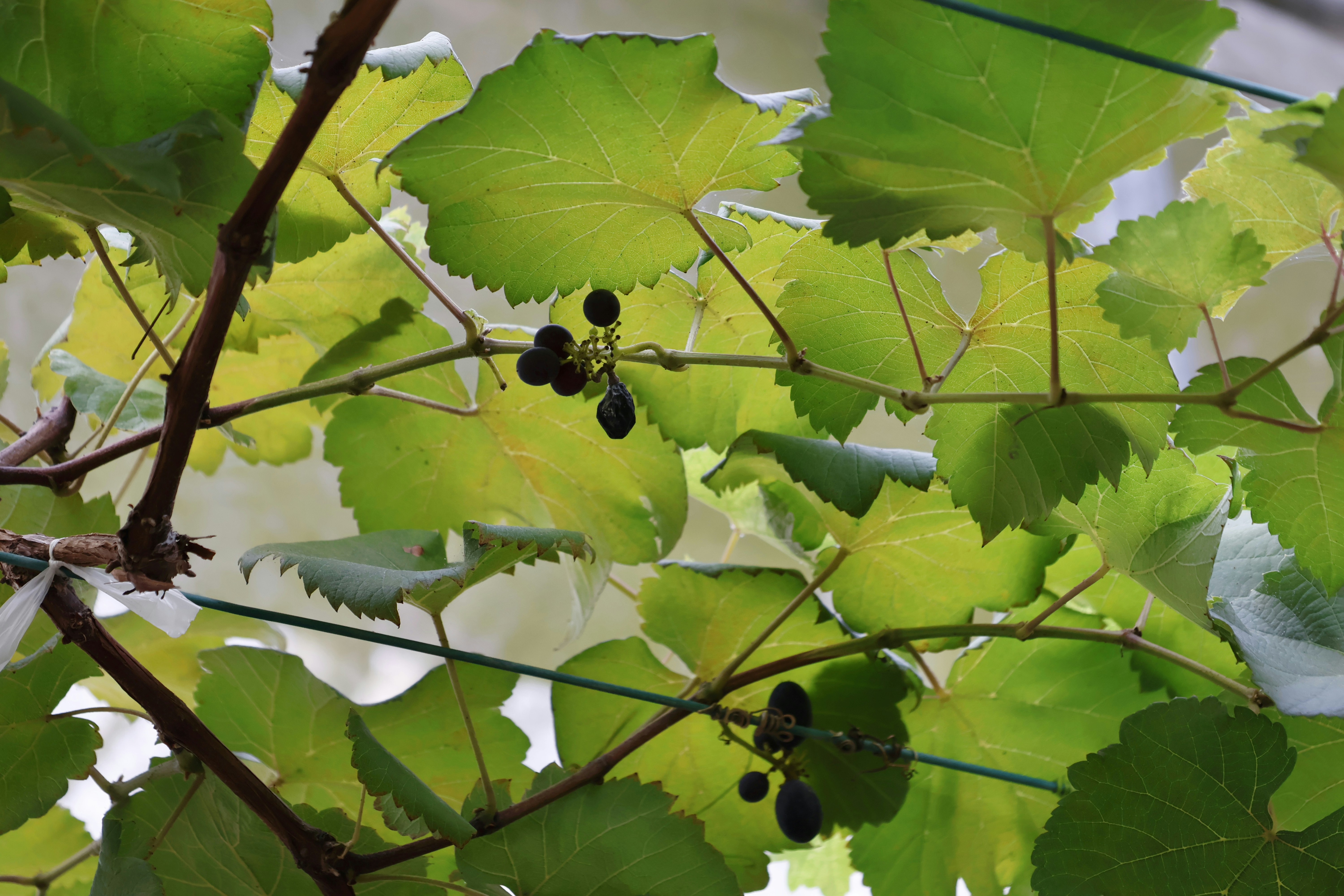 Close-up of green grape leaves and unripe grapes.