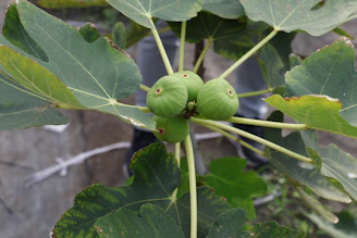 Green figs growing on a branch withering tree branch