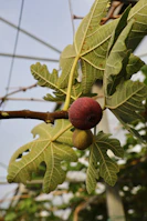A ripe fig hangs from a branch with green leaves.