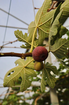 A ripe fig hangs from a branch with green leaves.