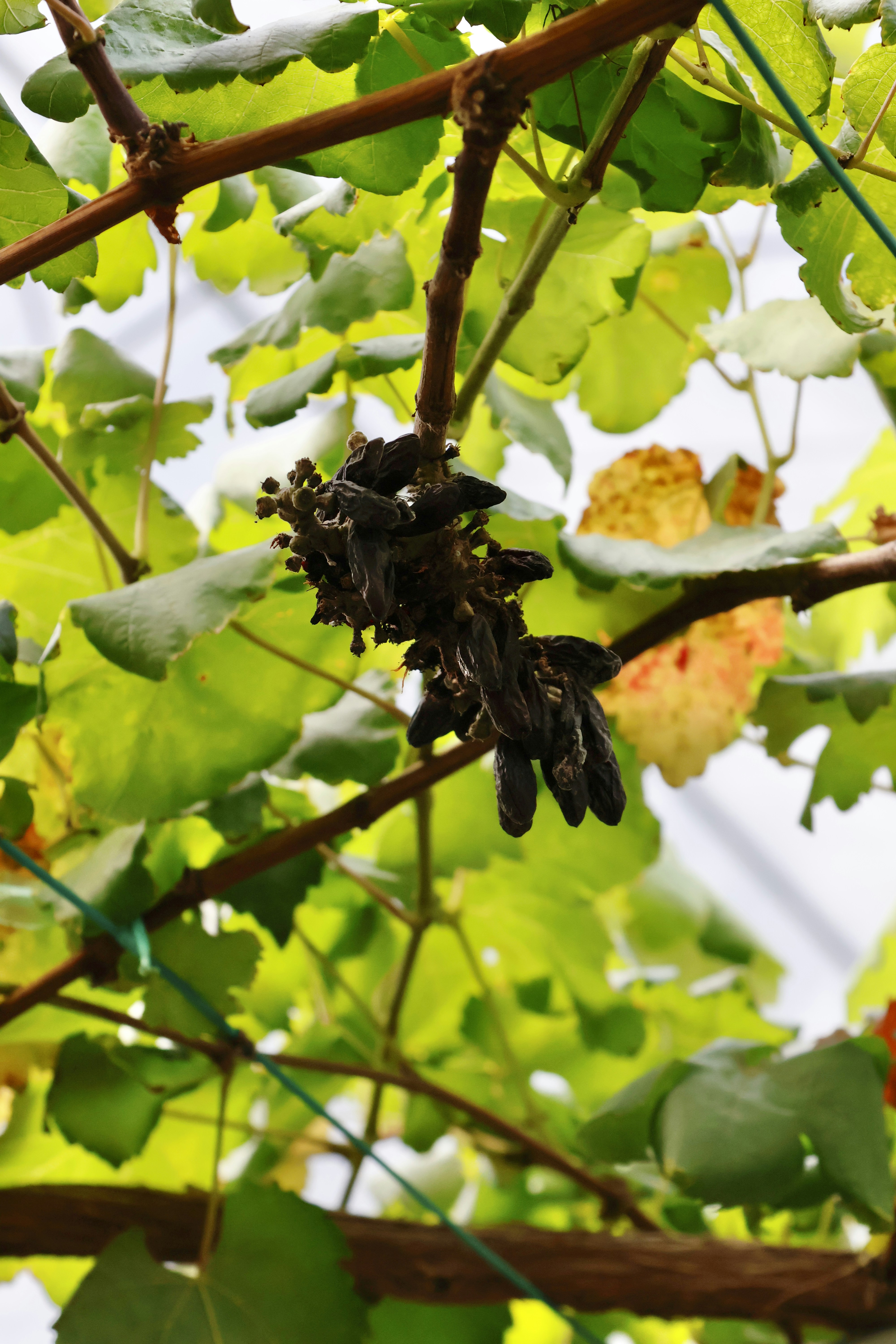 Review: Plant‑Based Mixes & Recovery Infusions — Which Work in Ice Cream (2026 Lab Test)