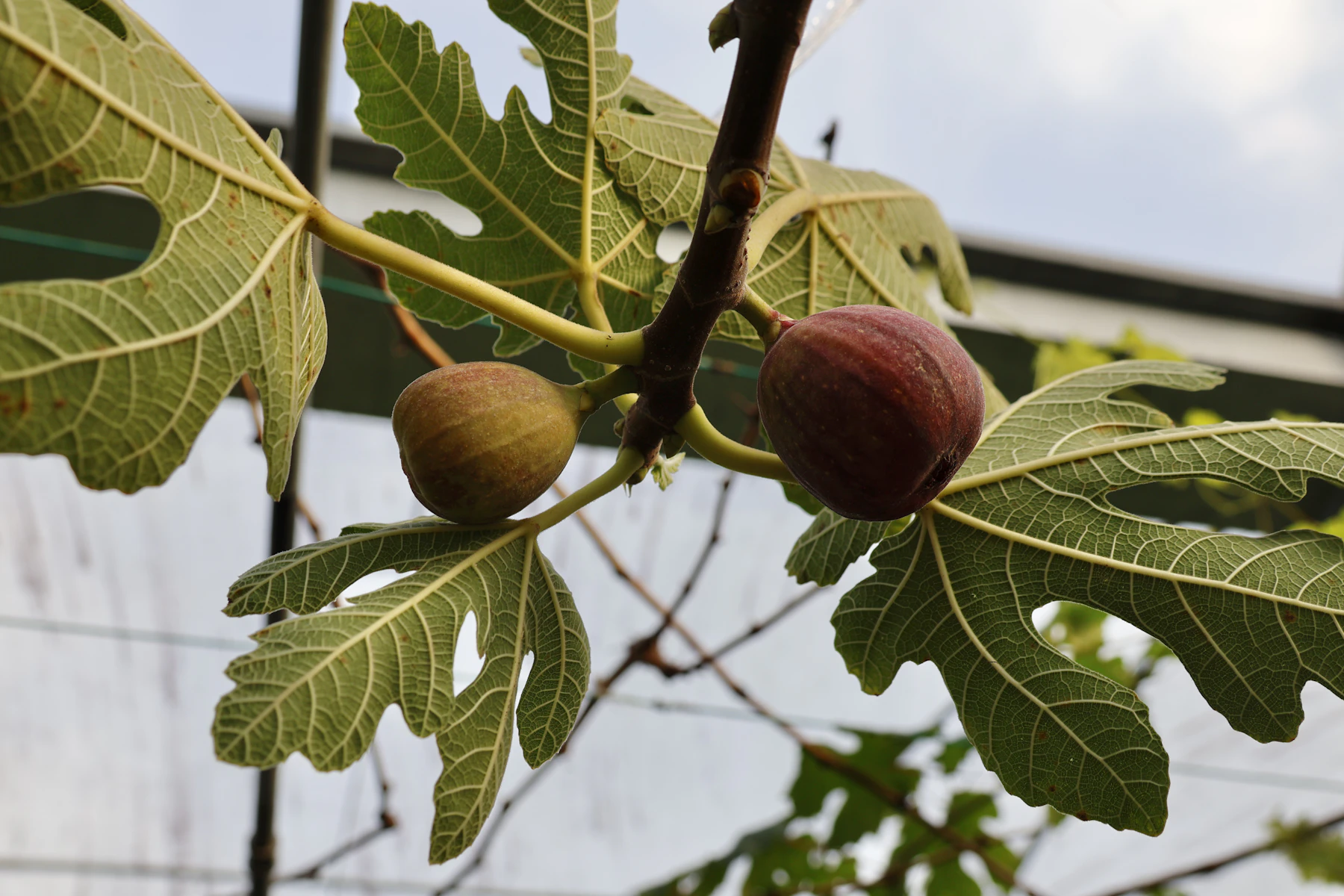 Two figs, one green and one ripening purple, on a branch among large lobed leaves