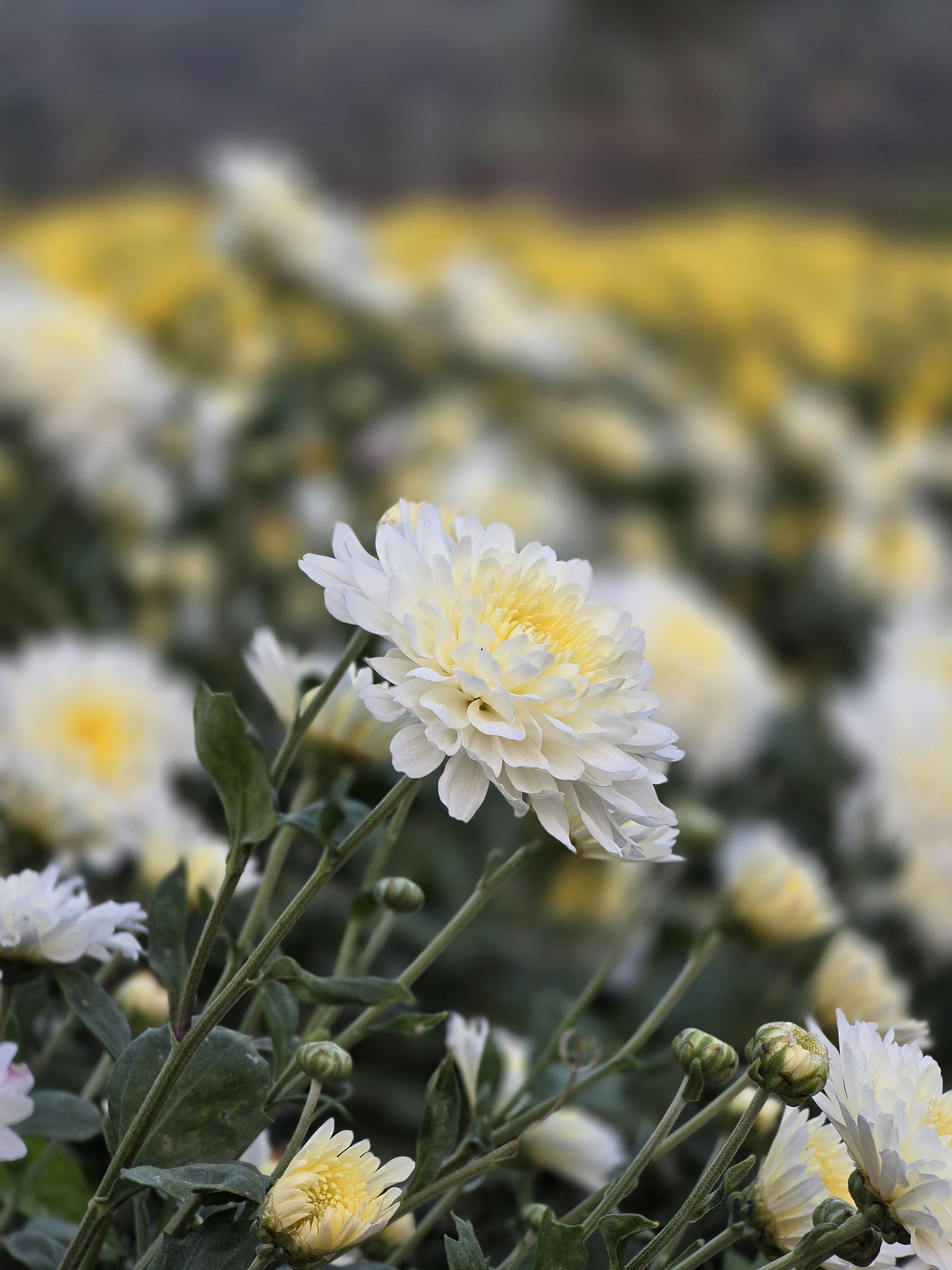 Photo by harshafonsi