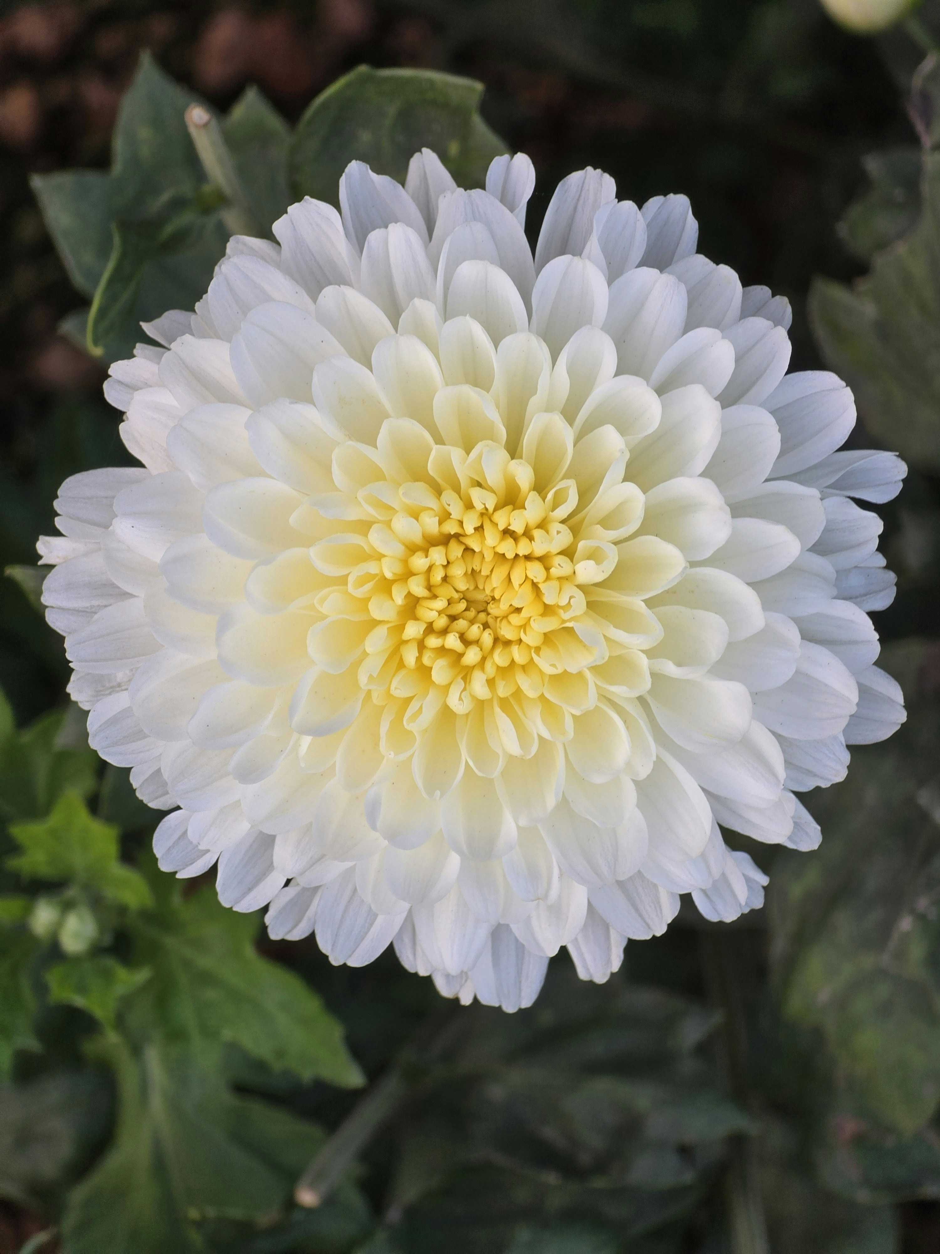 Photo by harshafonsi