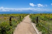 A sandy path leads to the ocean through wildflowers.