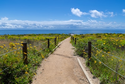 A sandy path leads to the ocean through wildflowers.