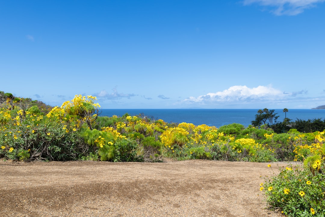 Yellow wildflowers bloom overlooking the ocean on a sunny day.