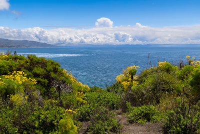 Lush green coastal landscape overlooking a blue ocean