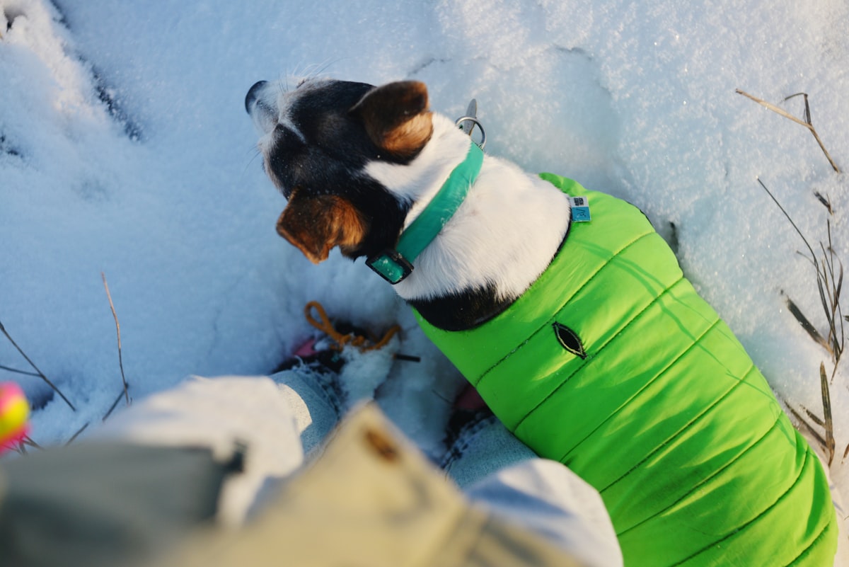 A dog wearing a green jacket walking through snow