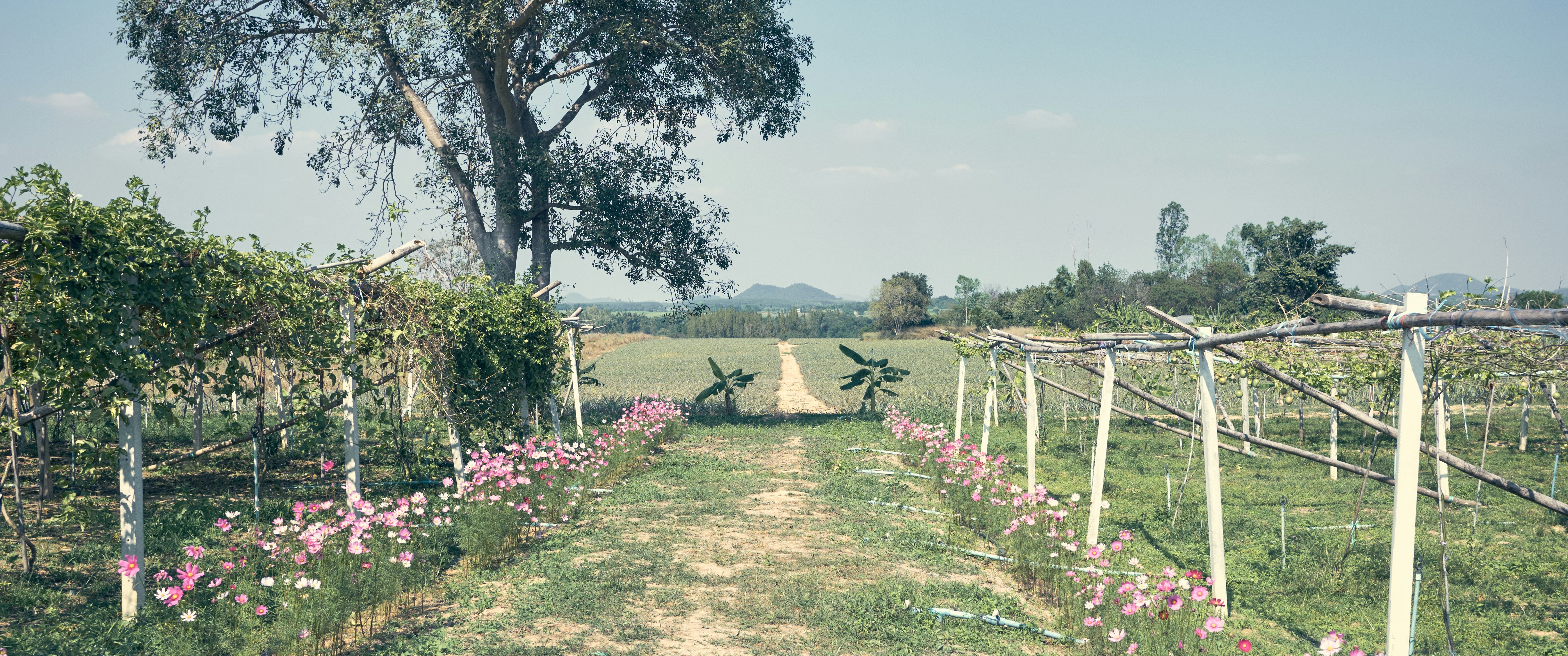 Path through a vineyard with pink flowers and trees.