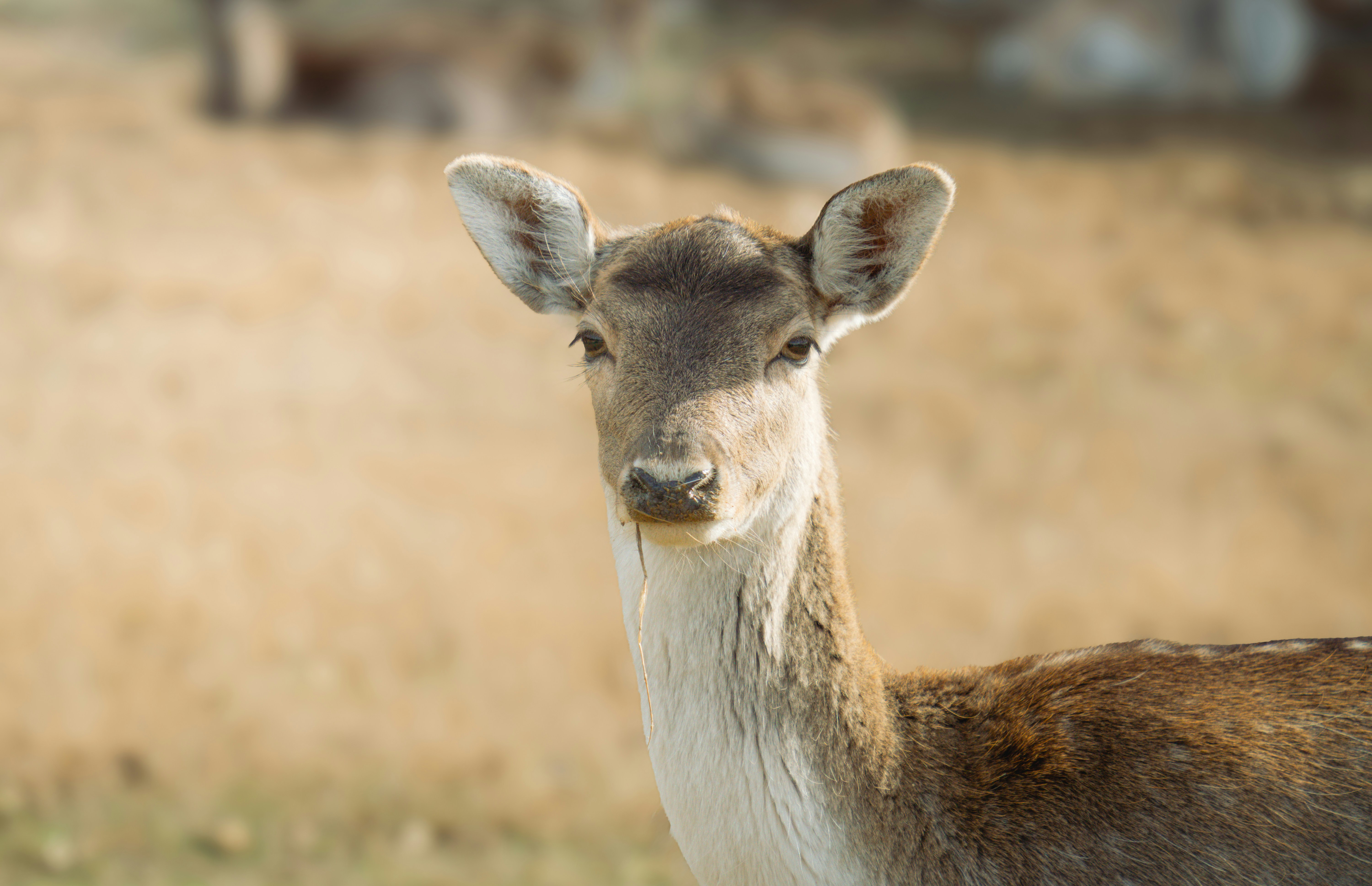 Photo by tomatopictures1