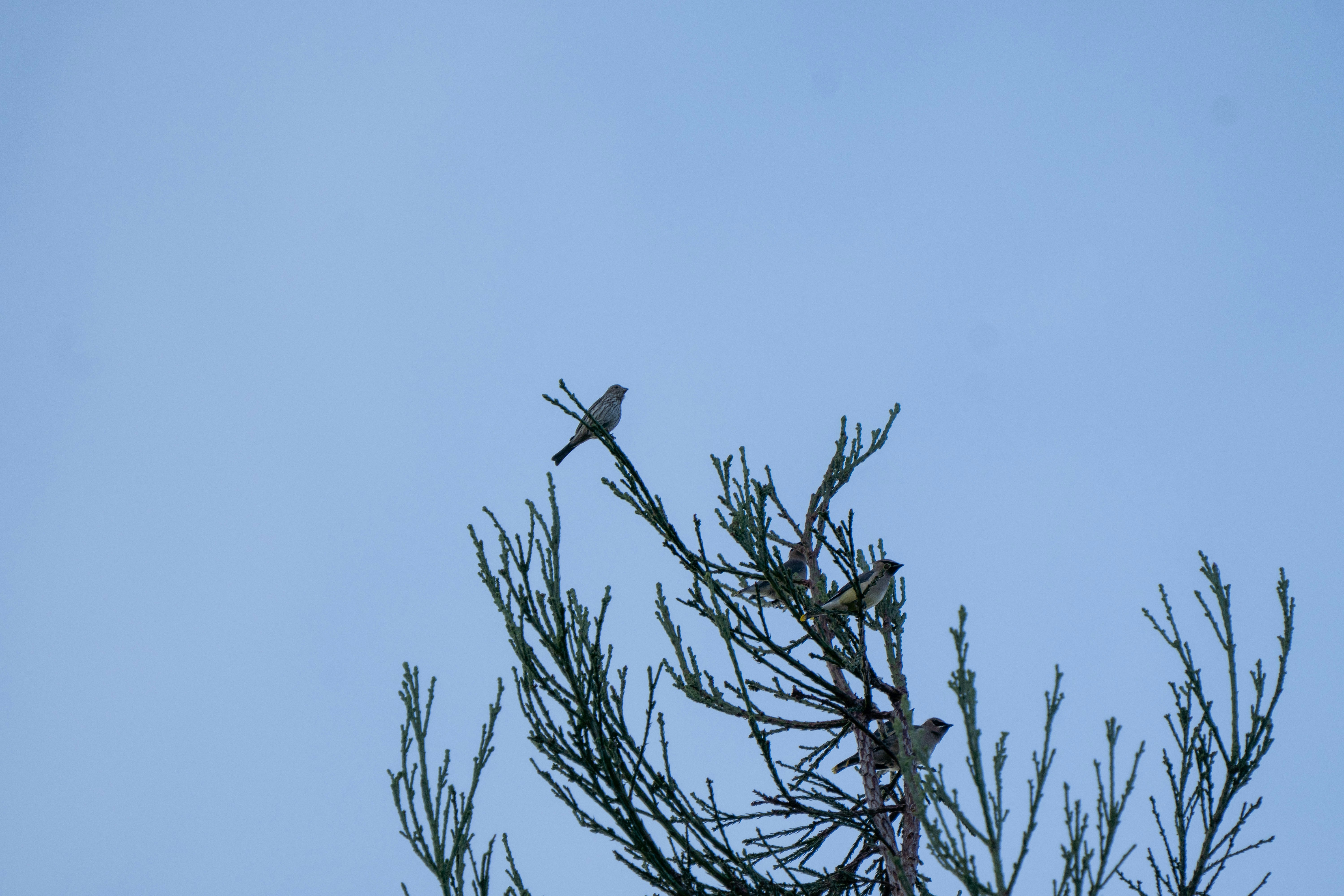 Photo by zacharia_17