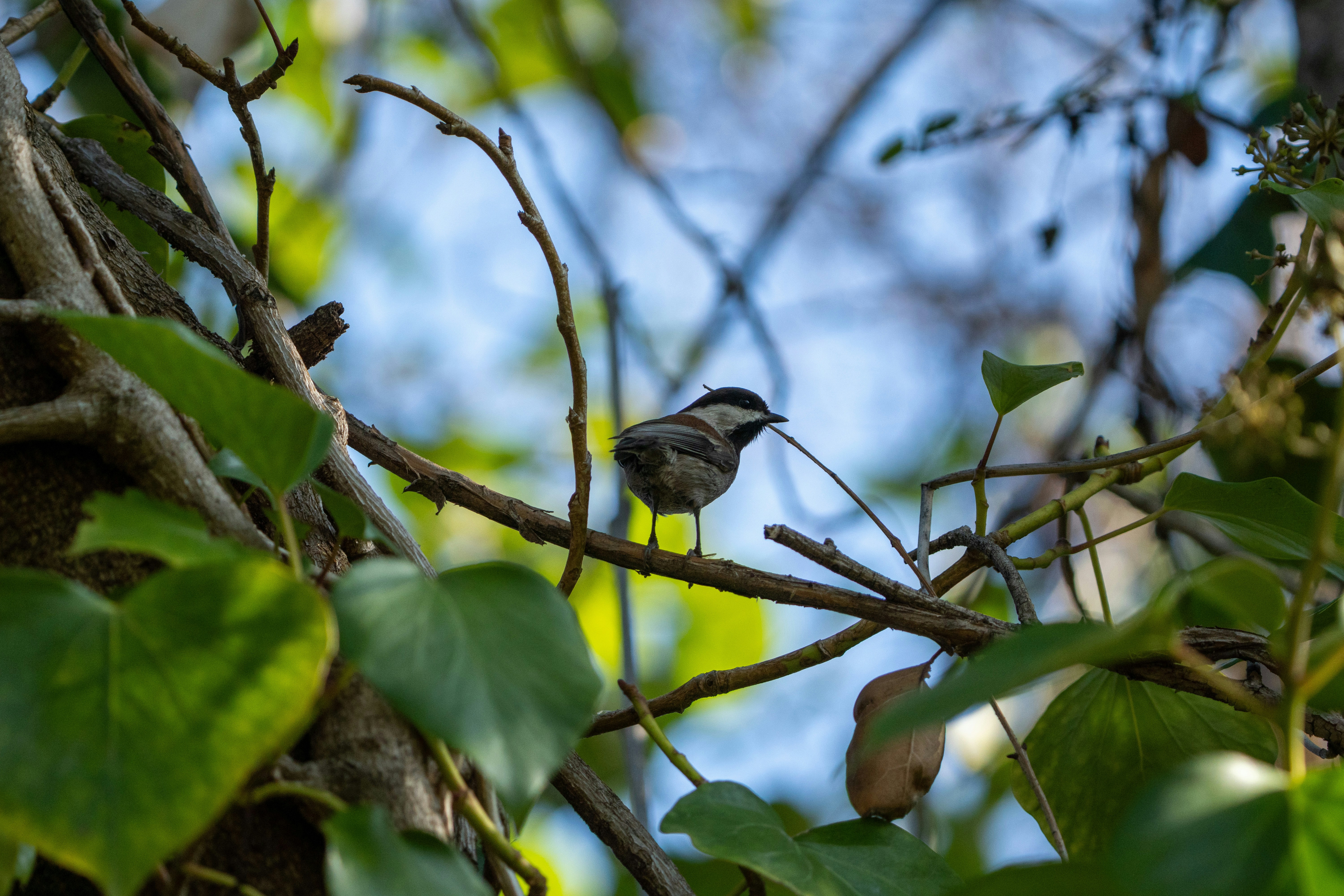 Photo by zacharia_17