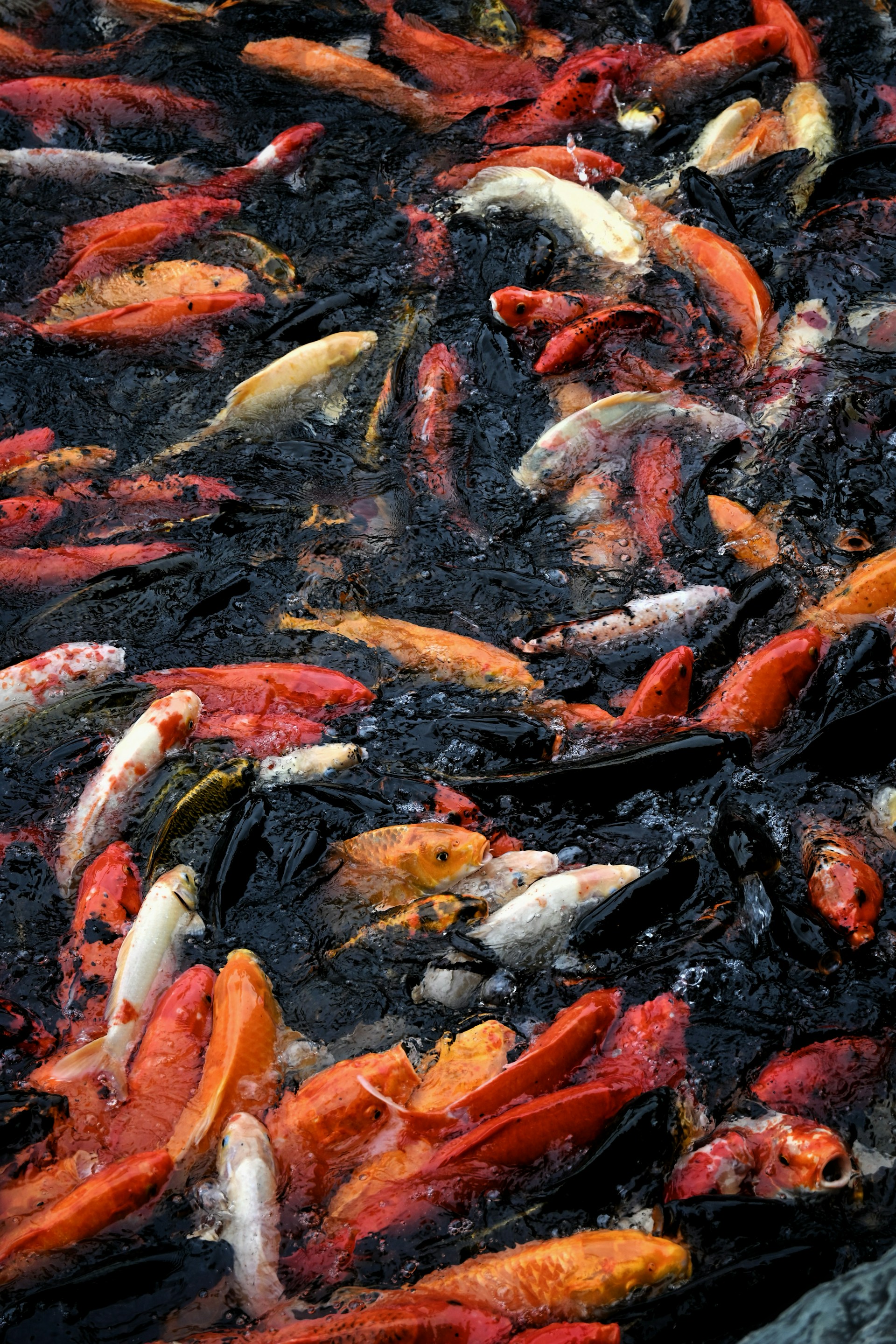 A school of colorful koi fish swimming in dark water.