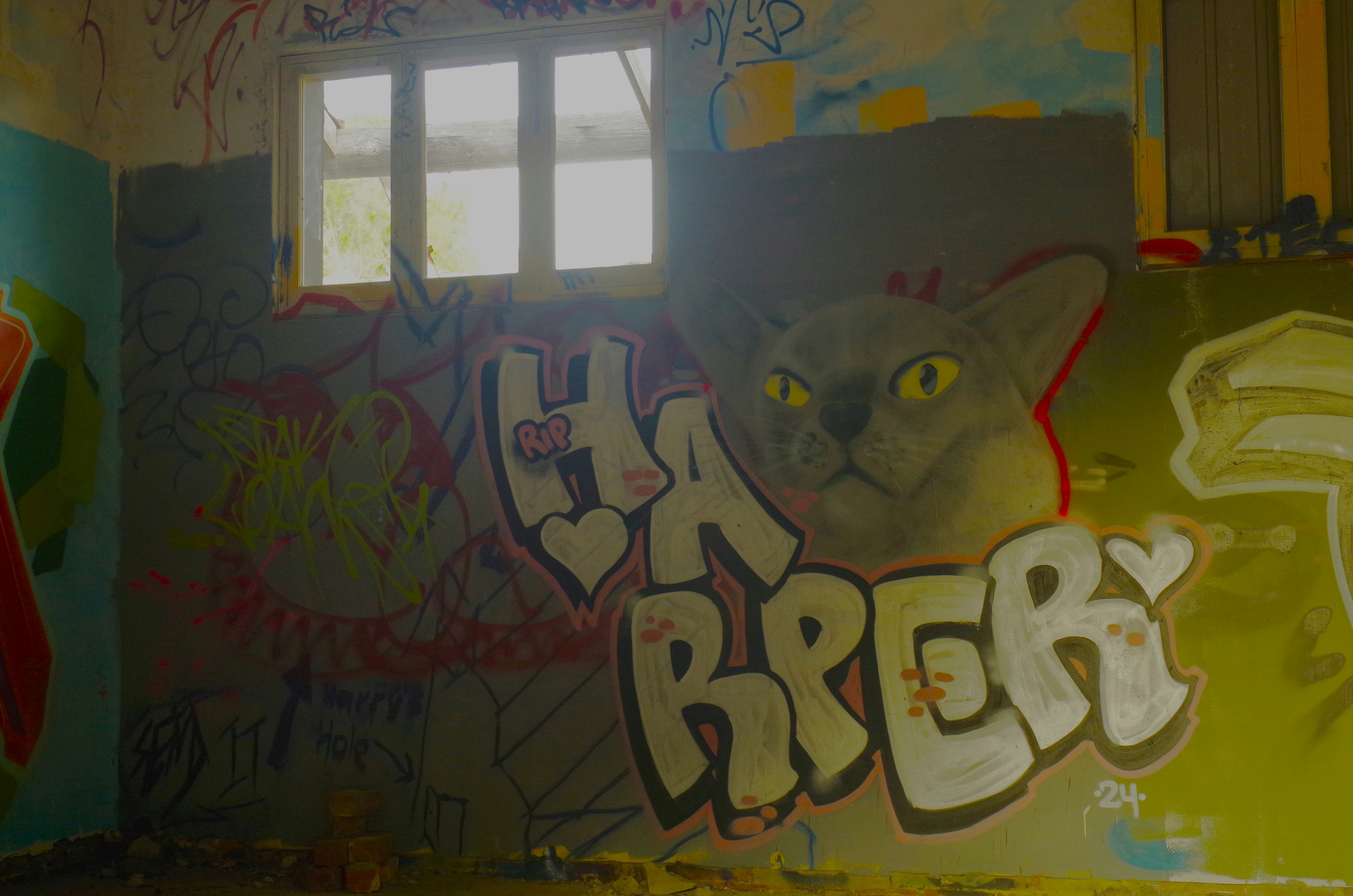Graffiti art of a cat and the word harper.