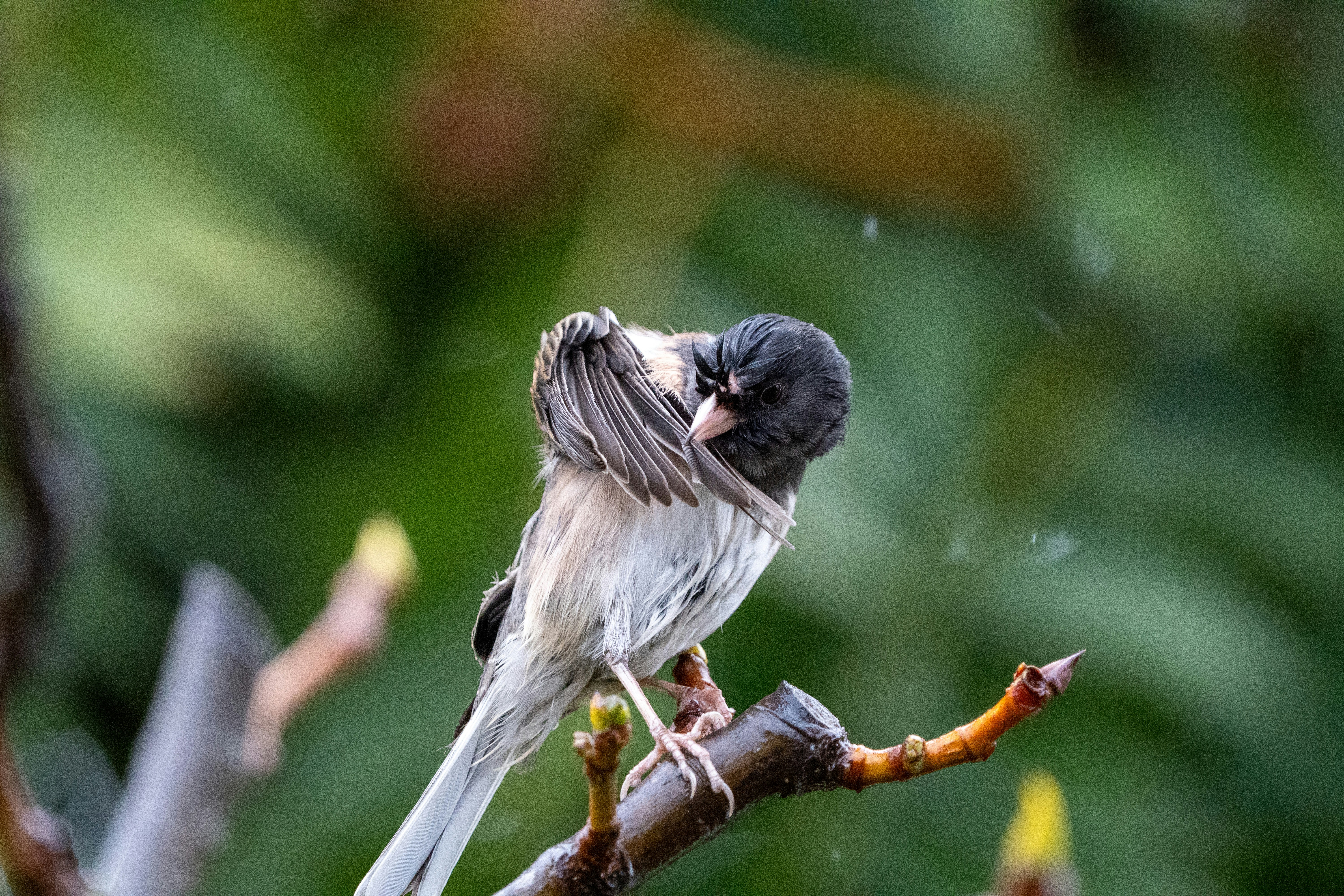 Photo by zacharia_17