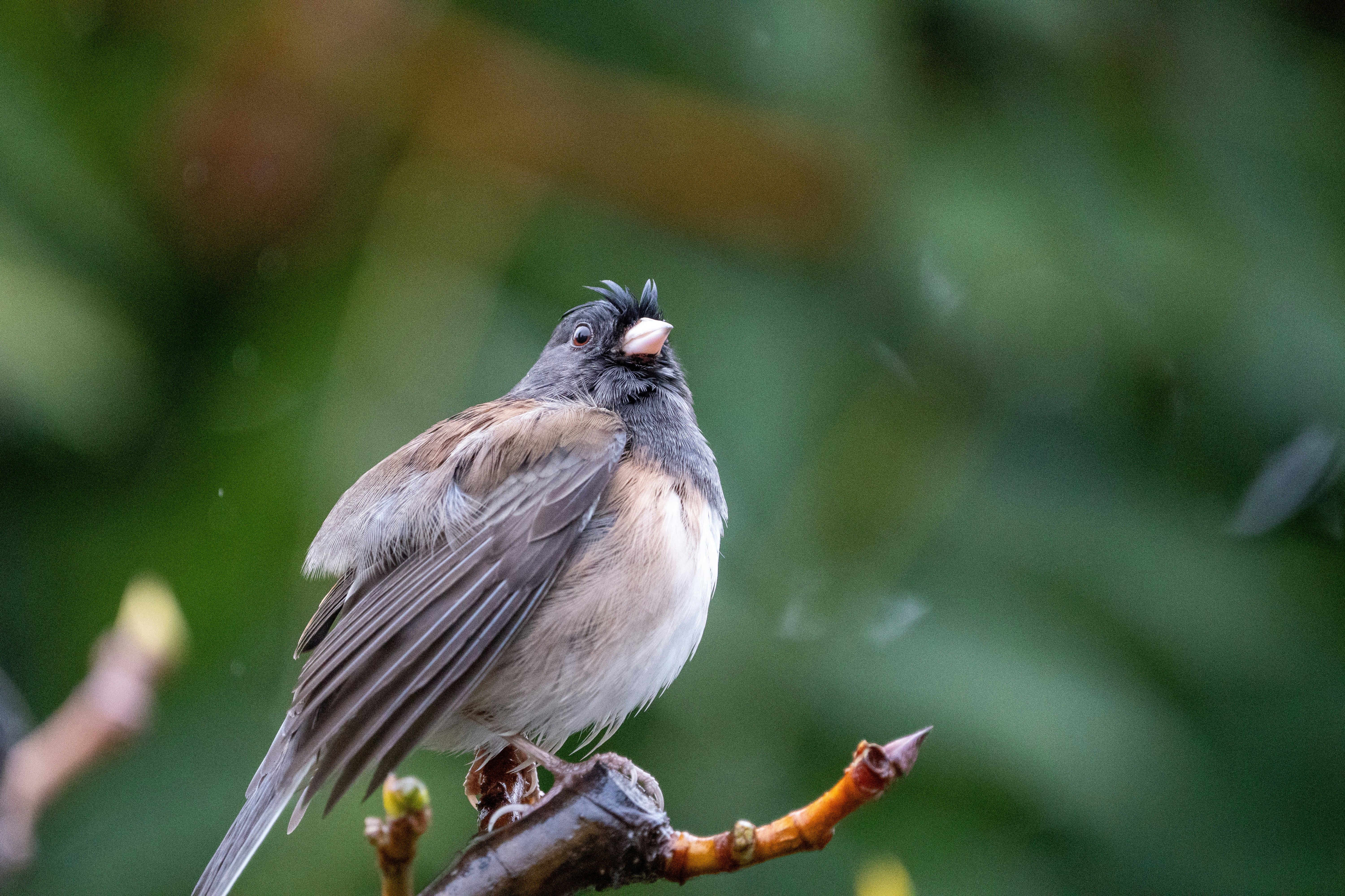 Photo by zacharia_17