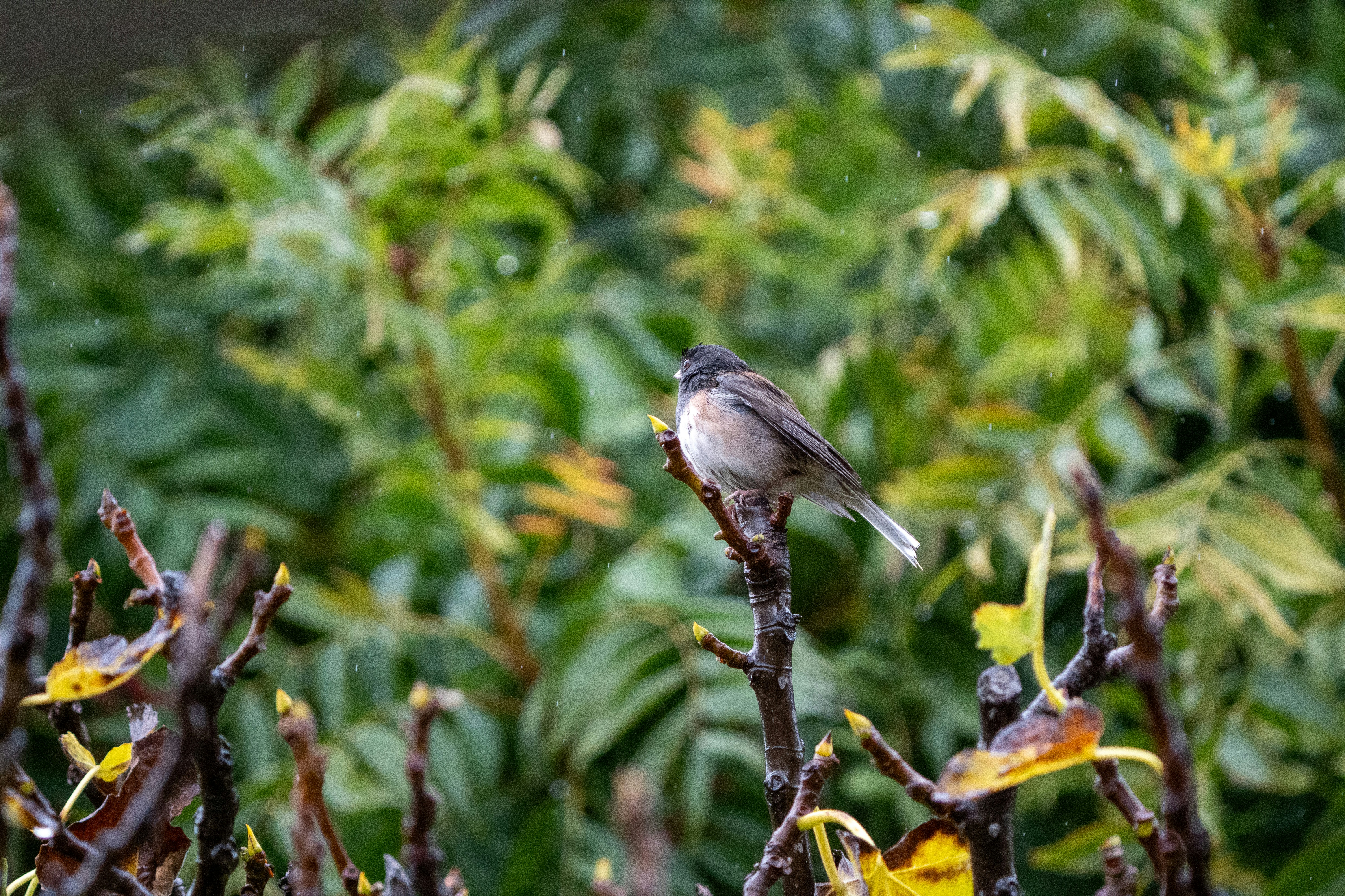 Photo by zacharia_17