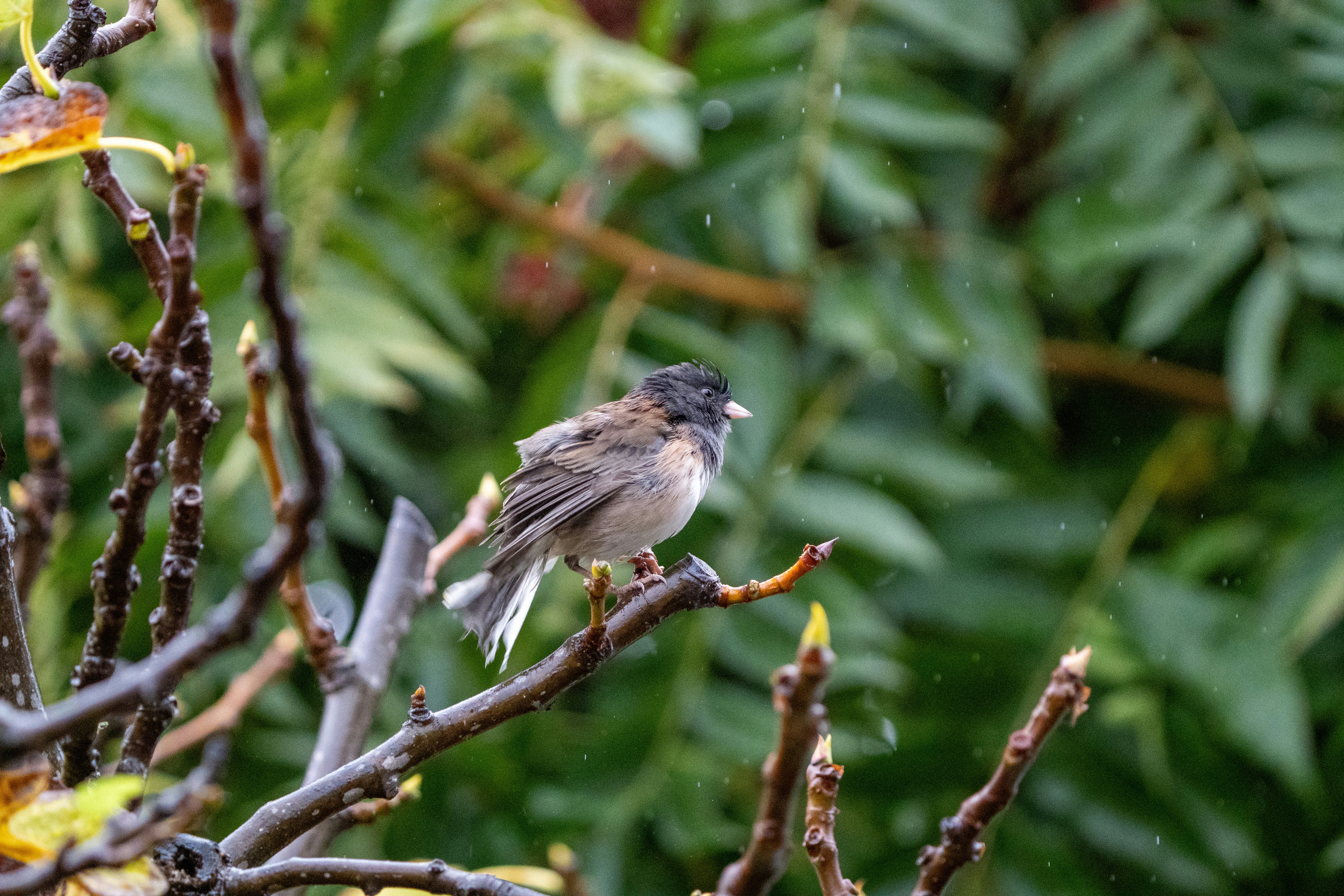 Photo by zacharia_17