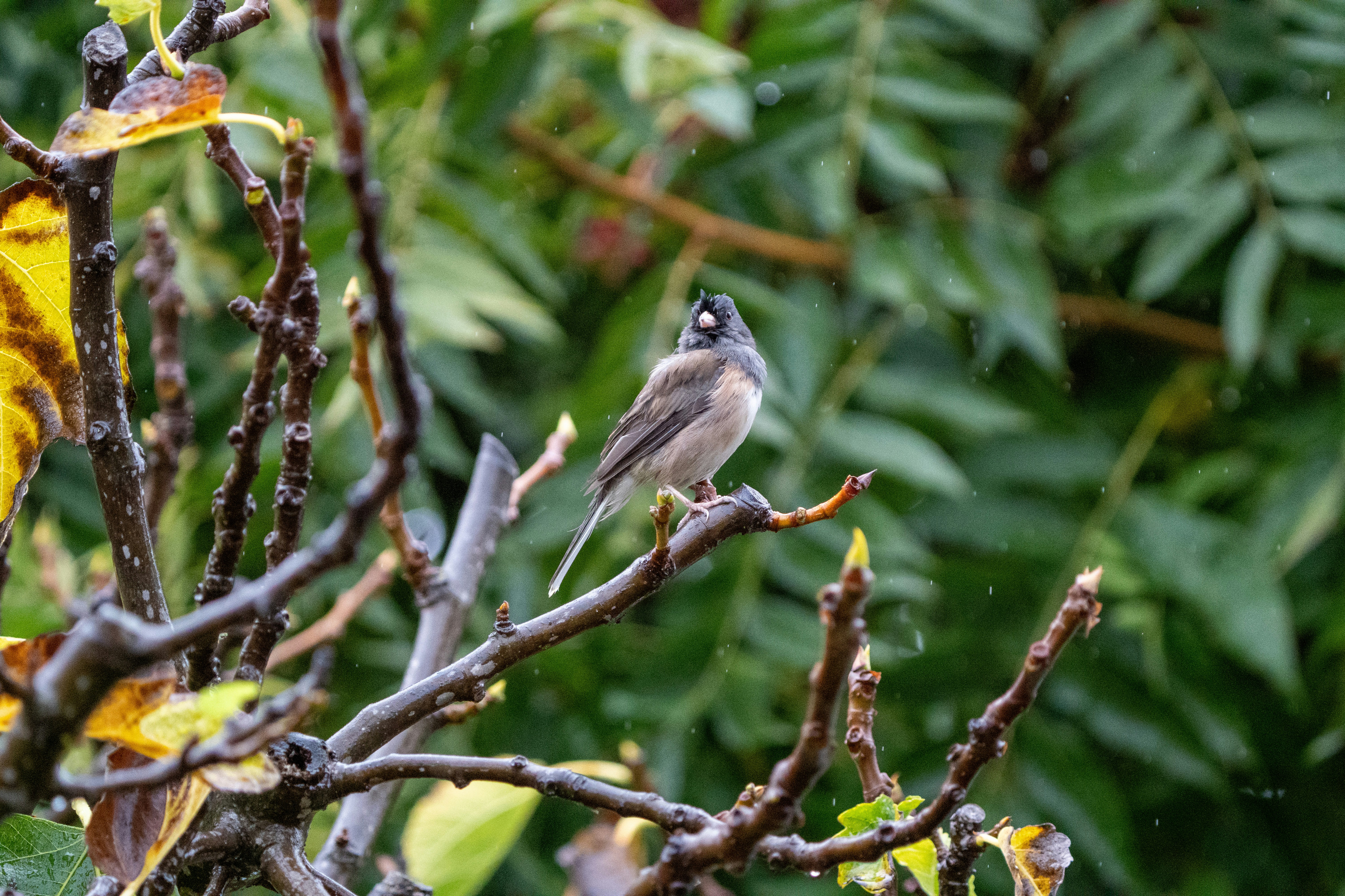 Photo by zacharia_17