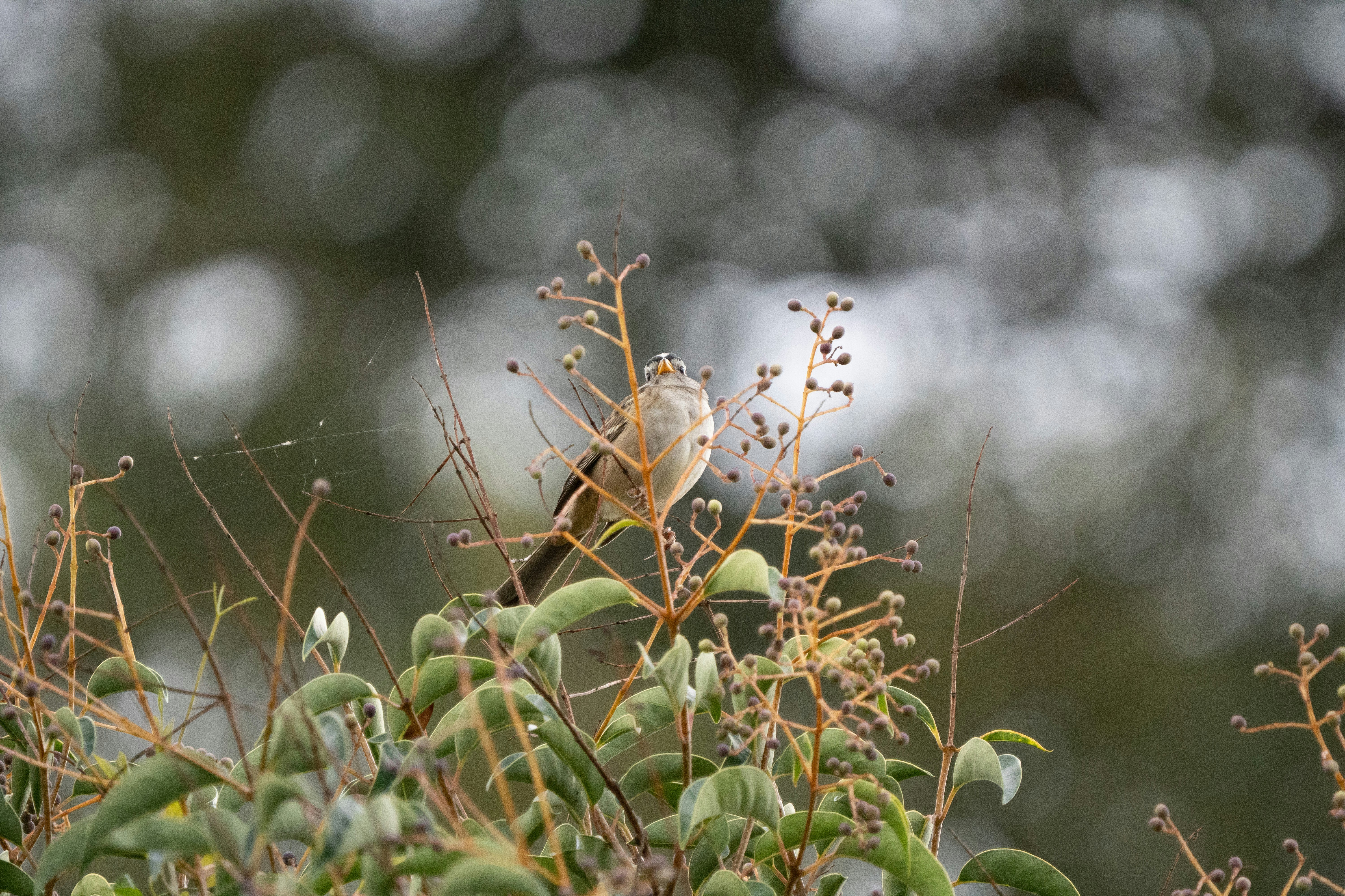 Photo by zacharia_17