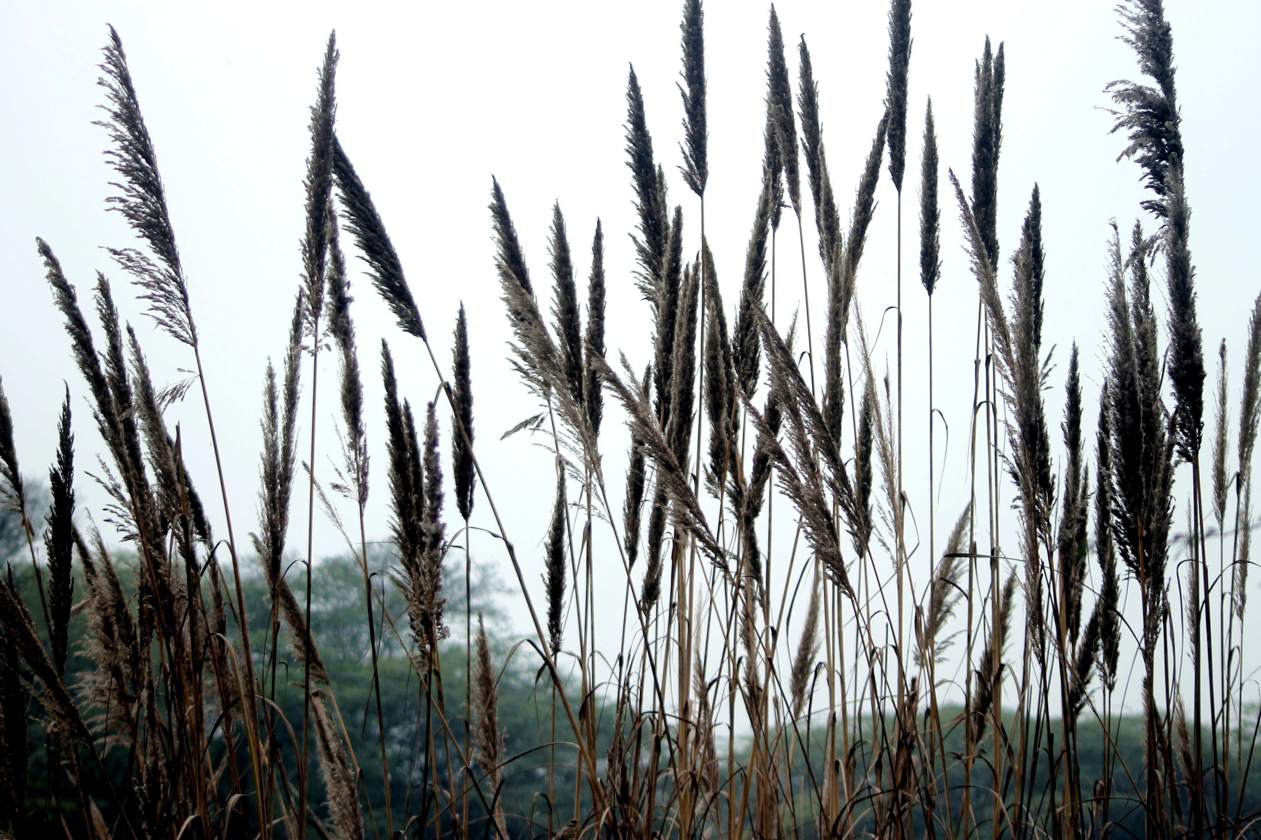 Photo by vijay_kumar_gaba