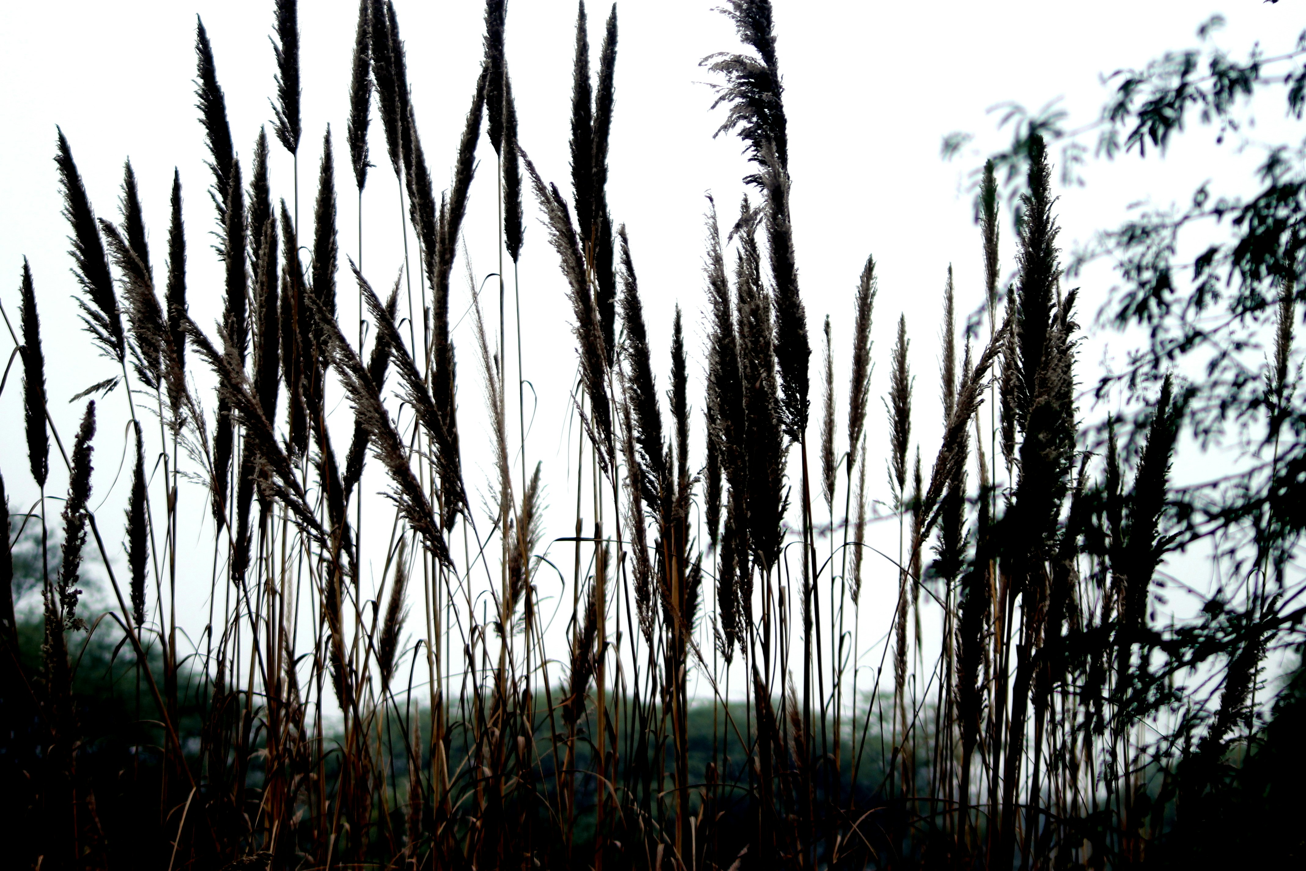 Photo by vijay_kumar_gaba