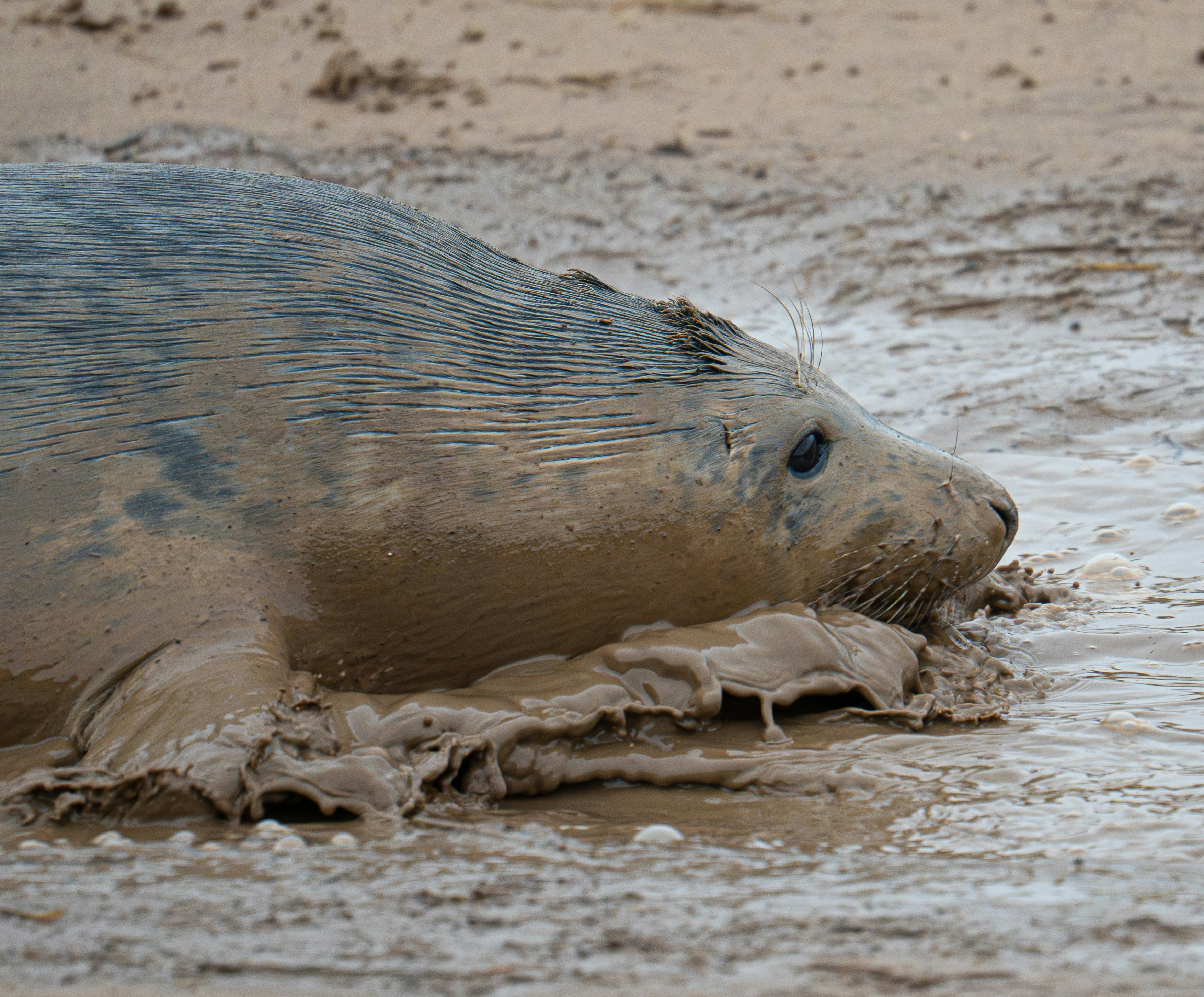 A seal covered in mud on a beach