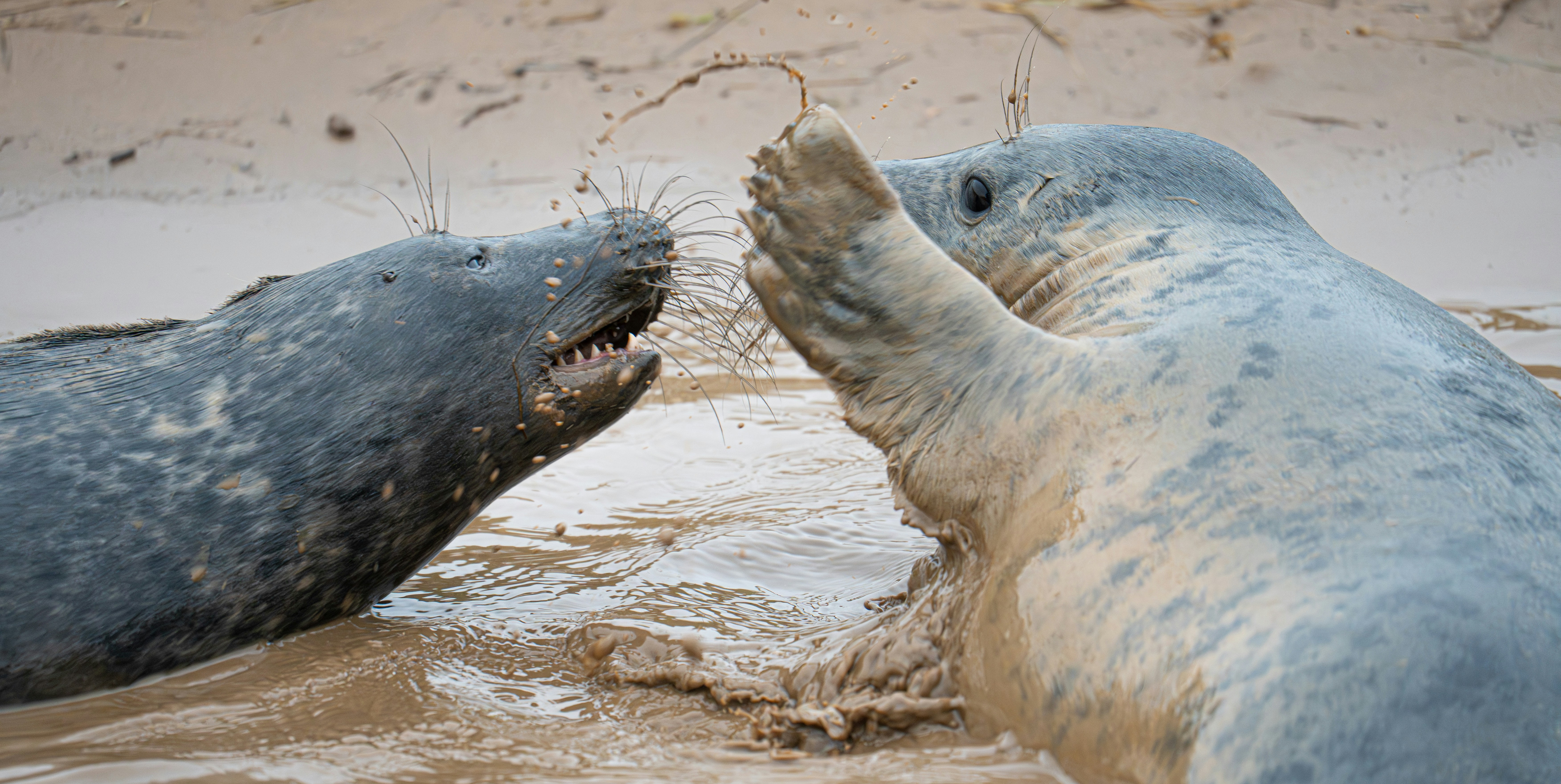 Two seals interacting on a sandy beach.
