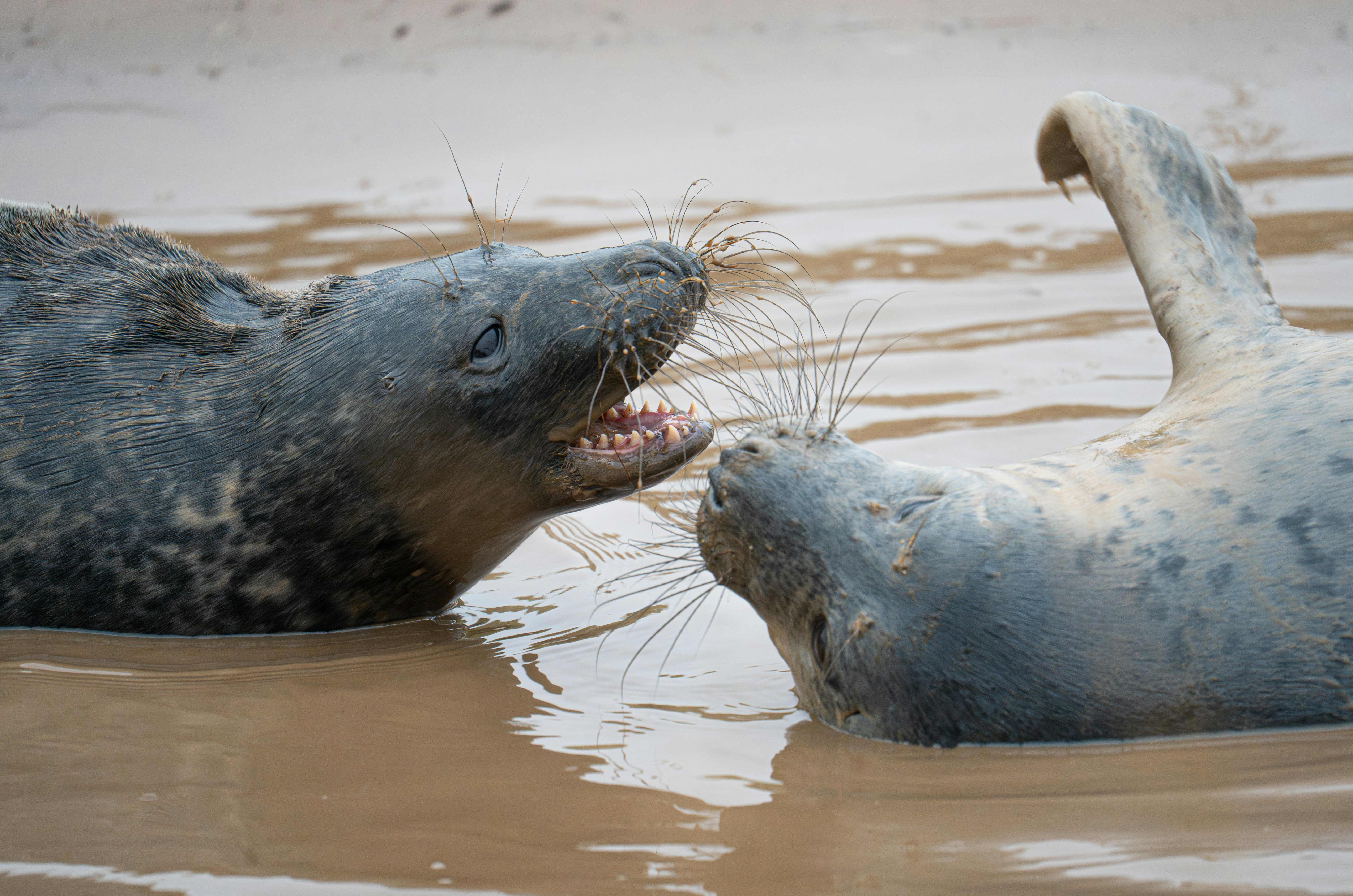 Two seals interacting in shallow water
