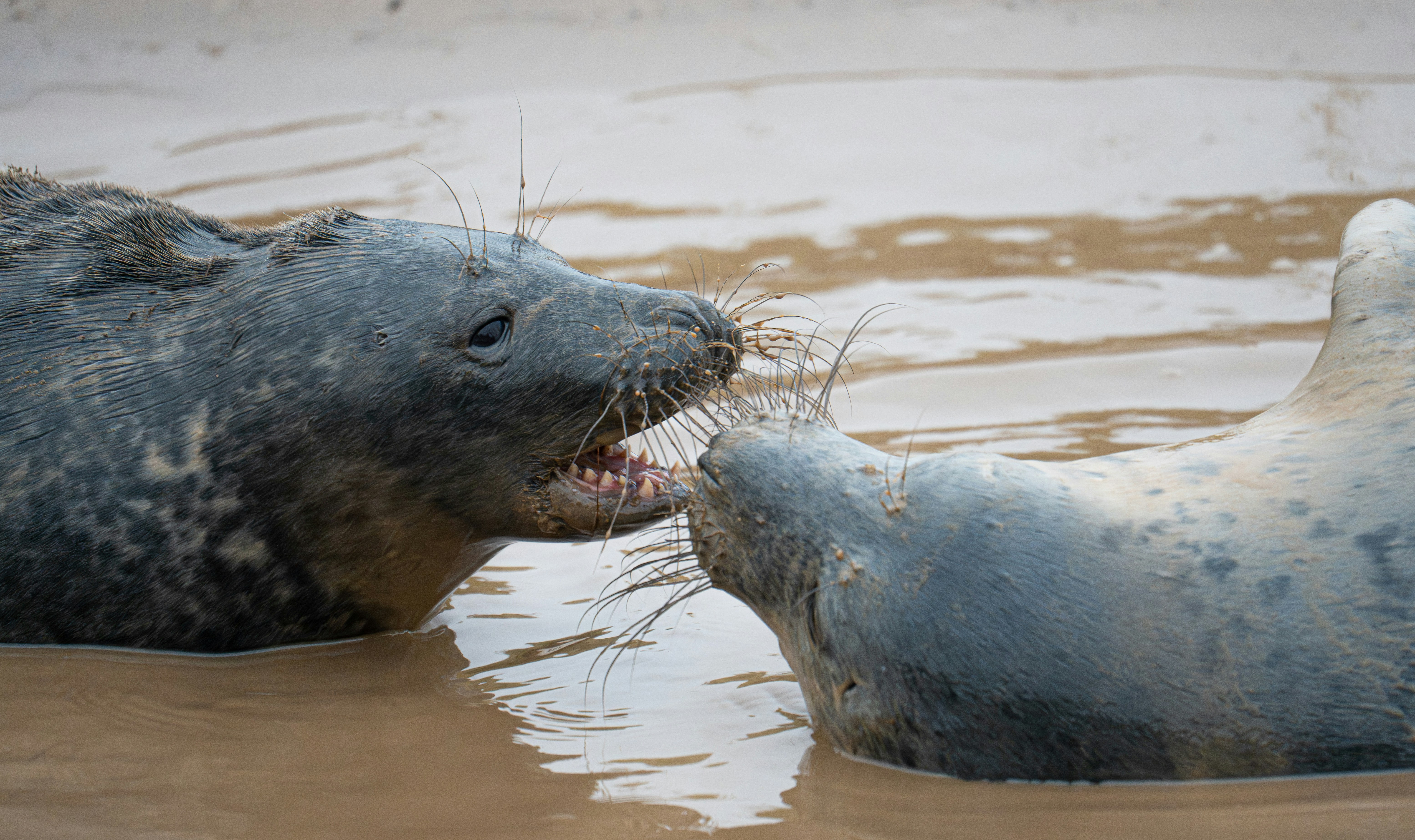 Two seals interacting on a muddy shore