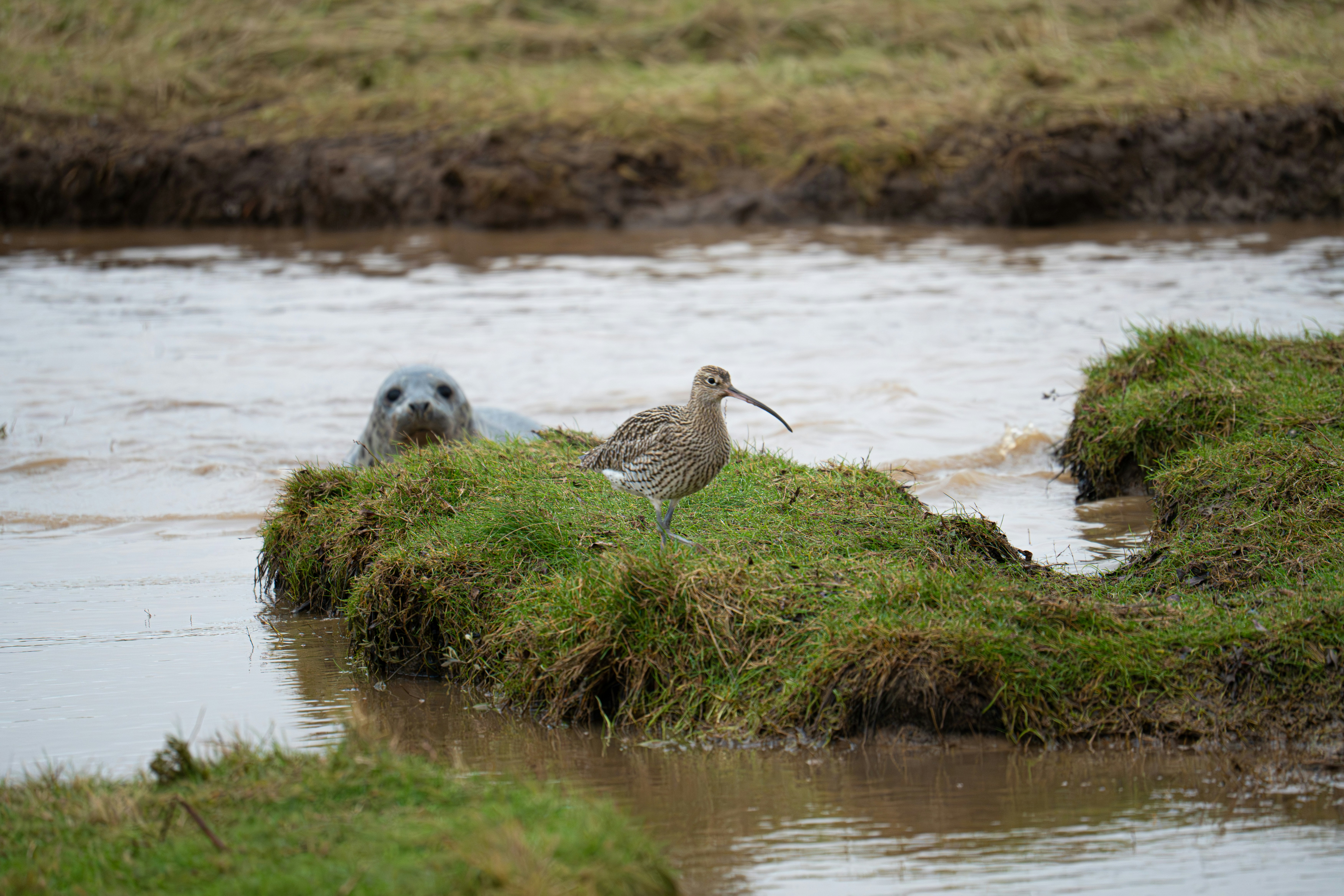 A seal peeks out from water near a bird.