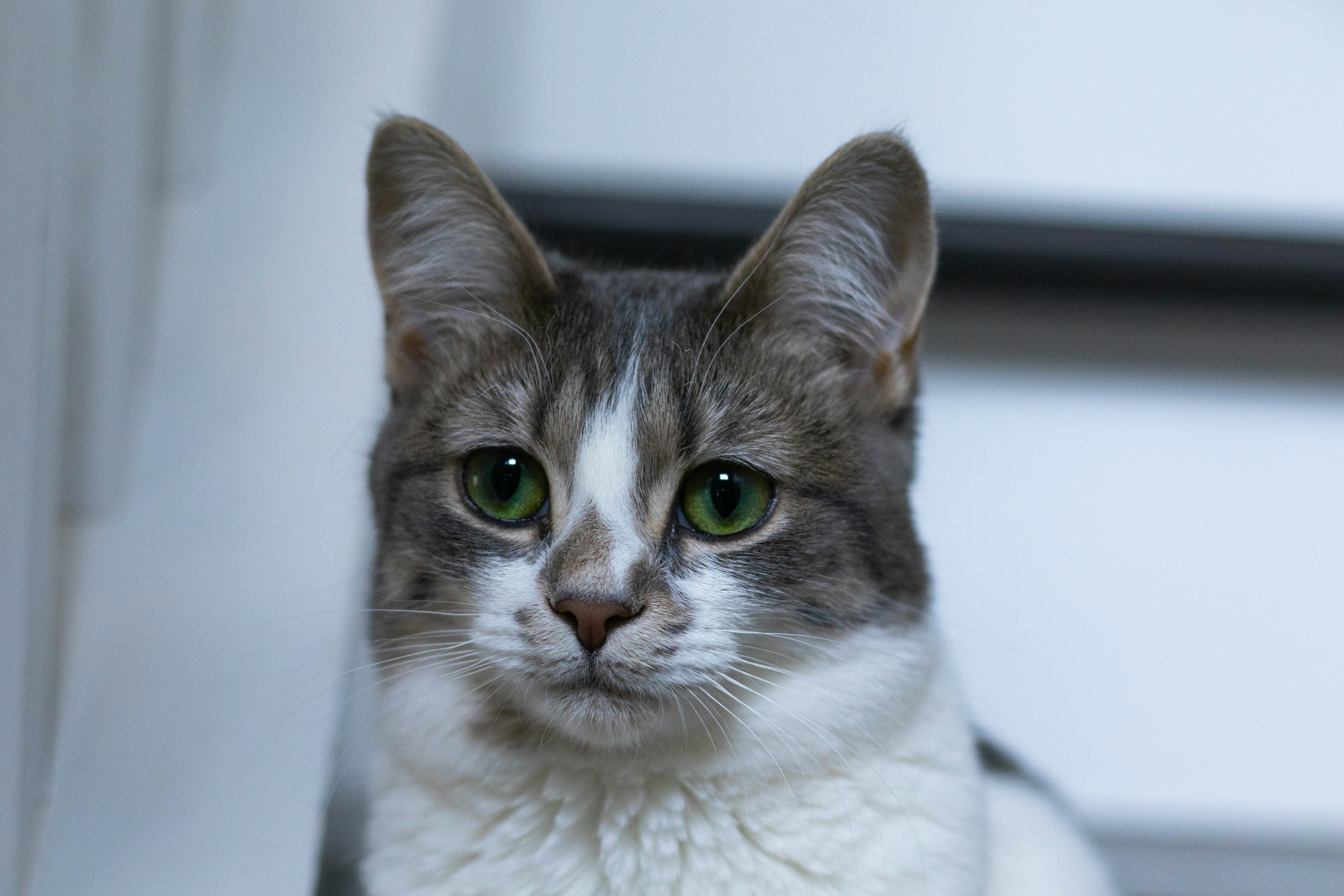 A close-up of a cat with green eyes.