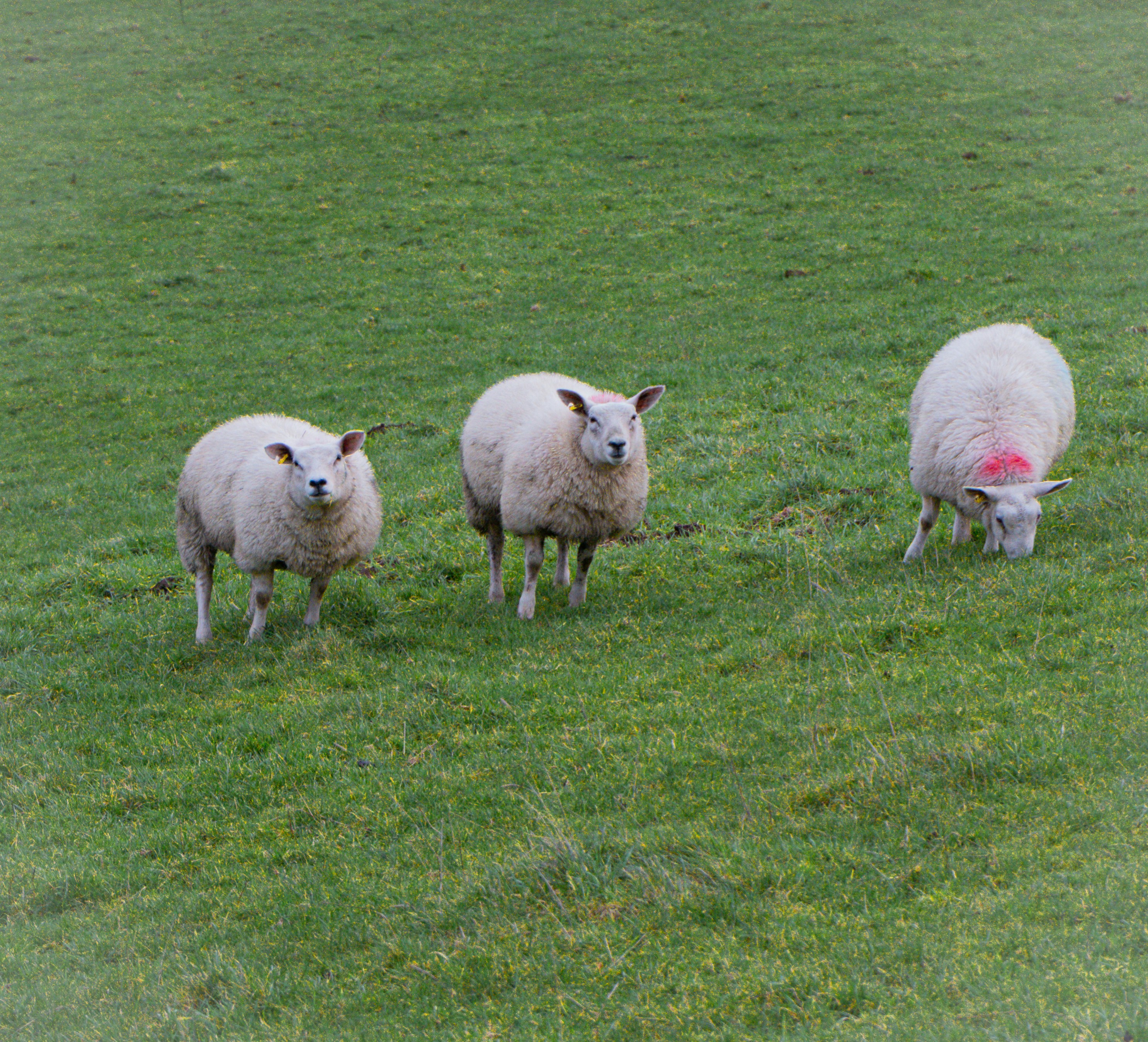Three sheep grazing in a green field.