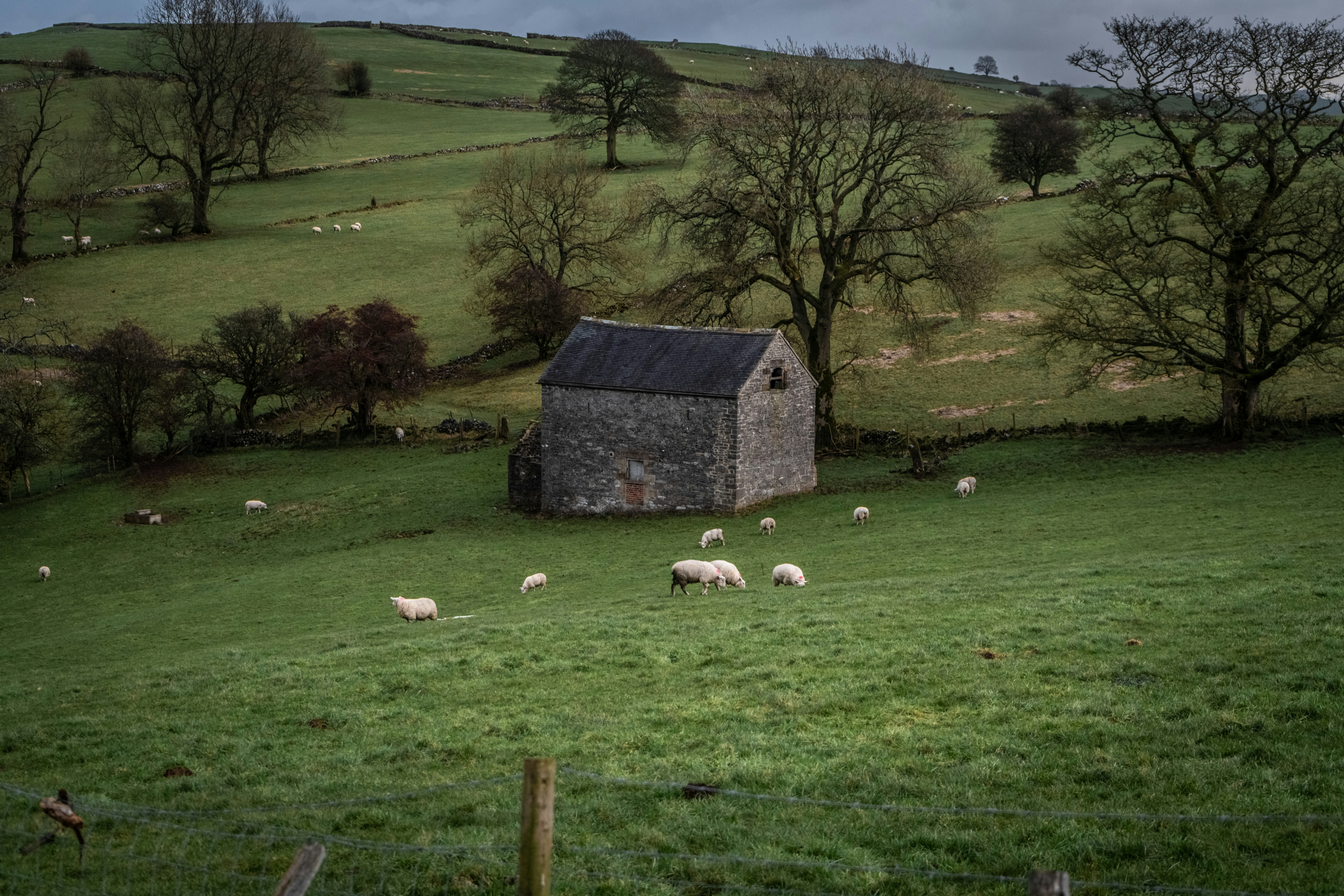 Sheep grazing near a stone barn in a green field.