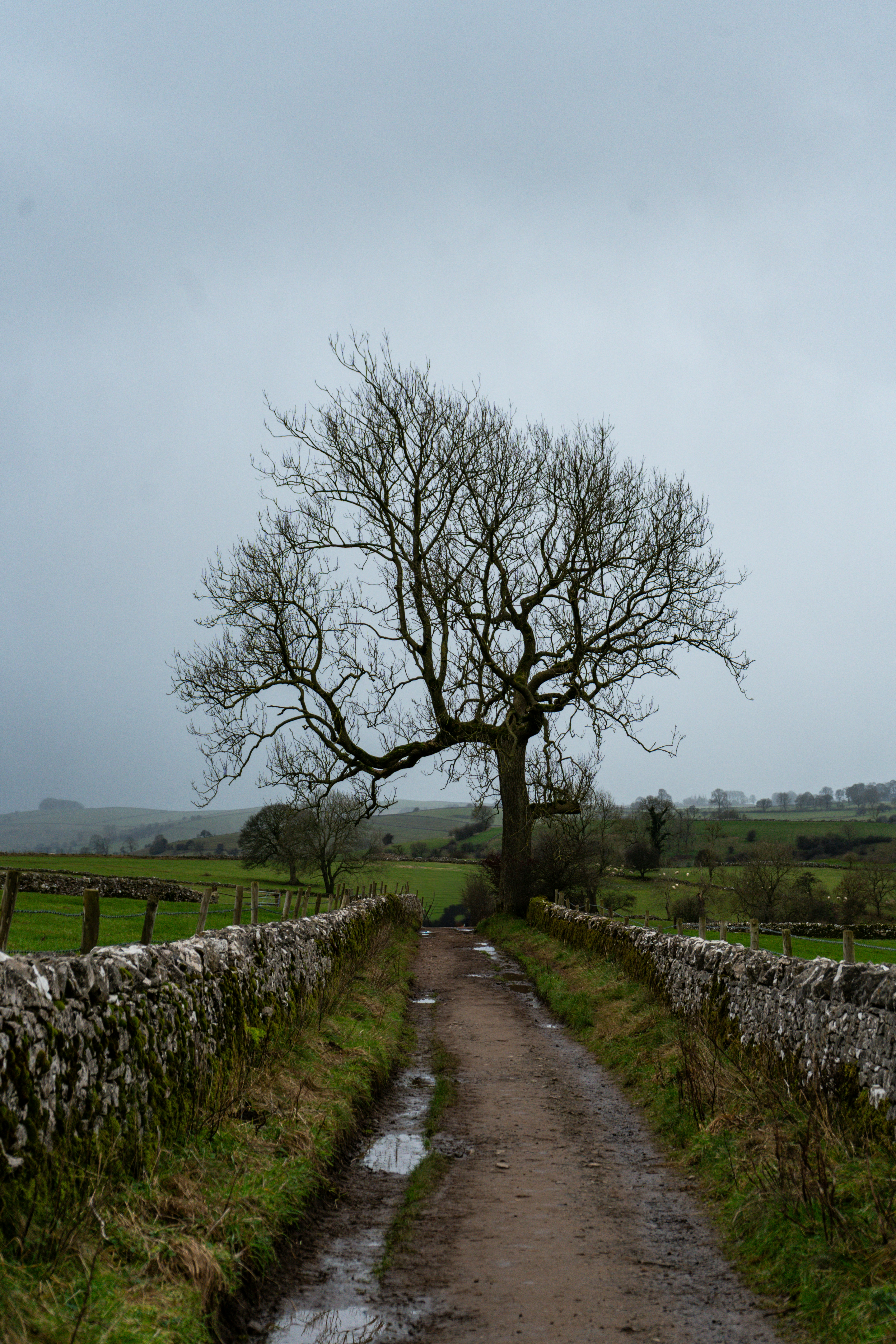 Bare tree on a muddy path between stone walls