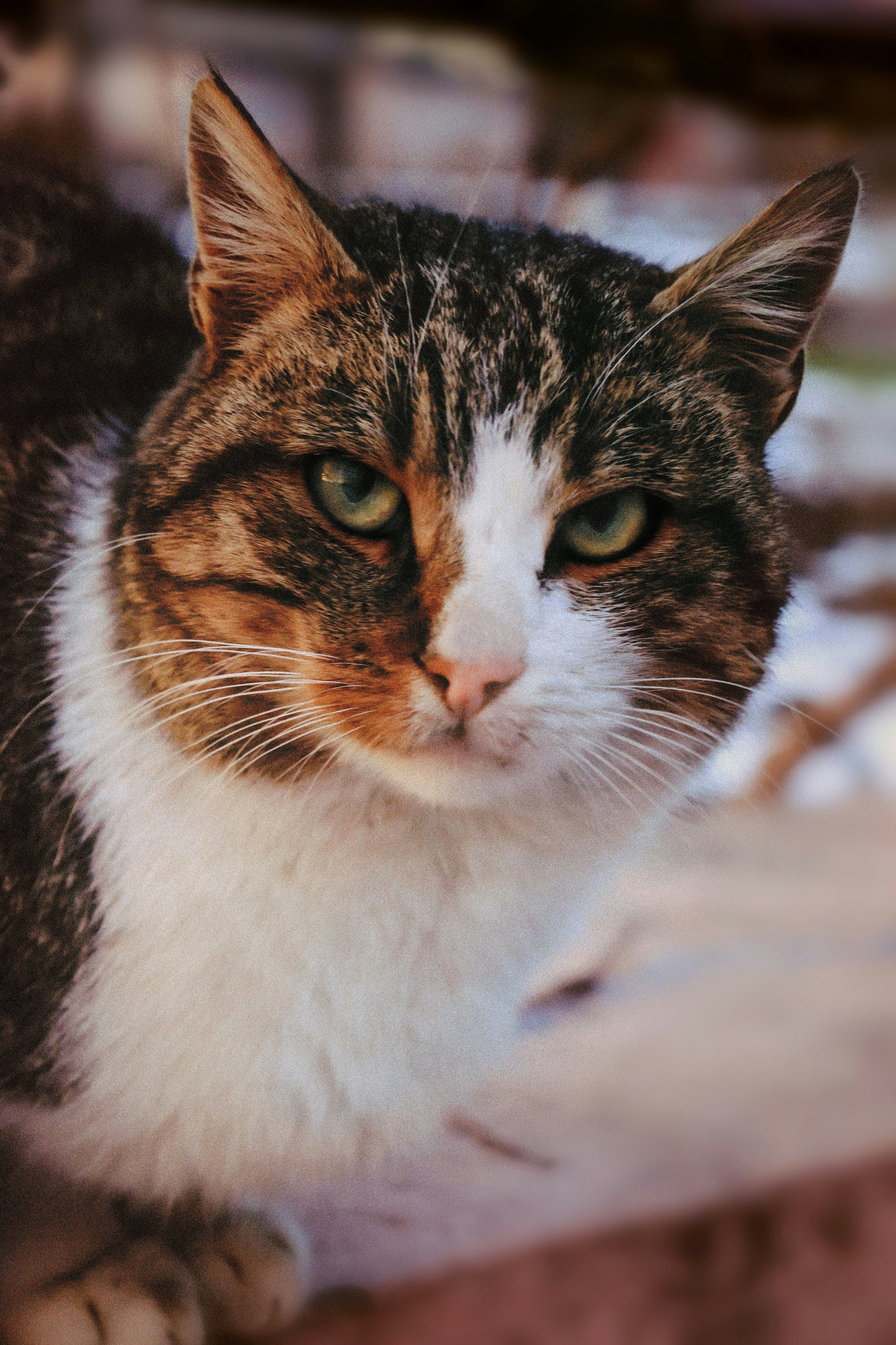 Photo by ecaterinanistor