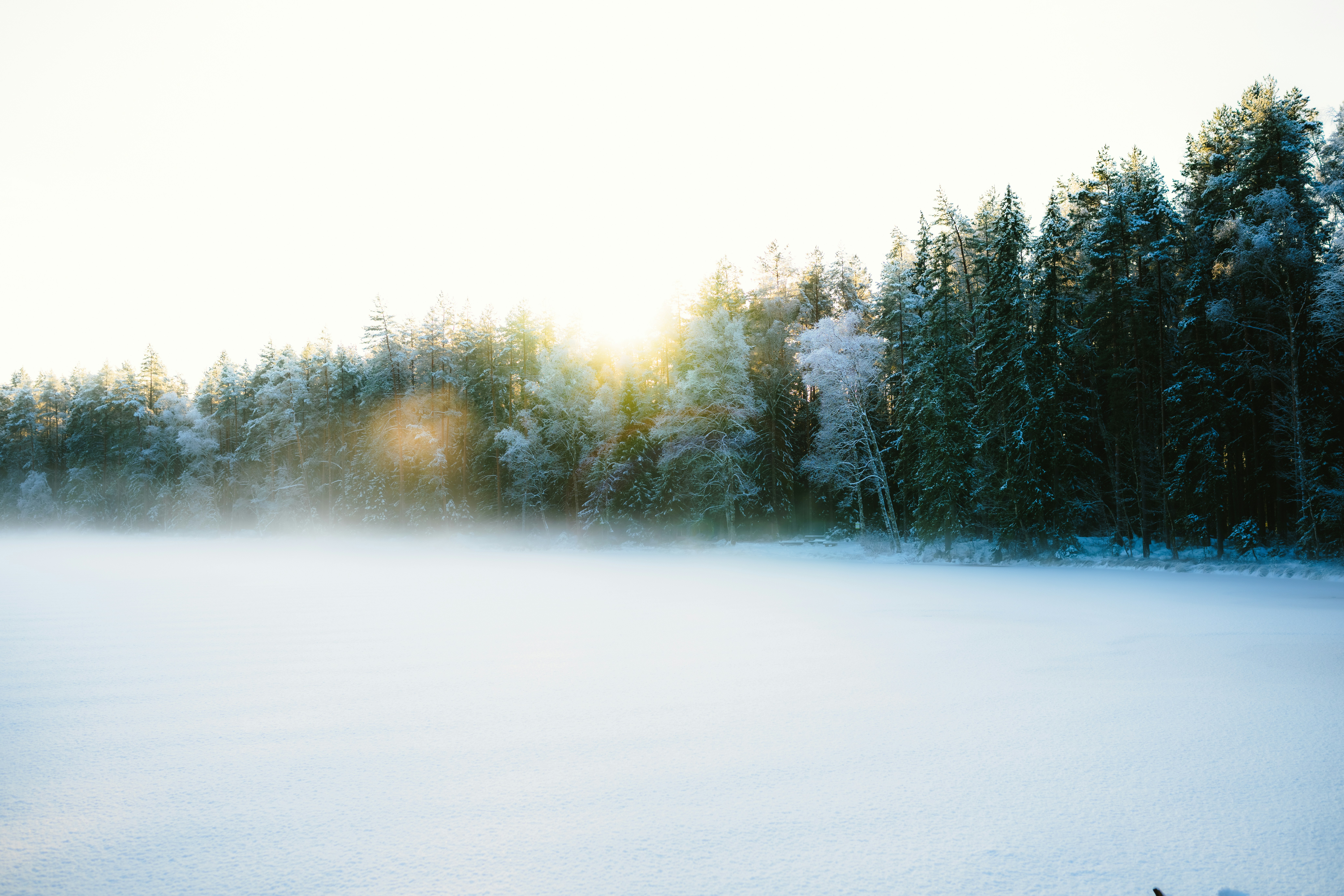 Snowy forest with morning mist and sunbeams
