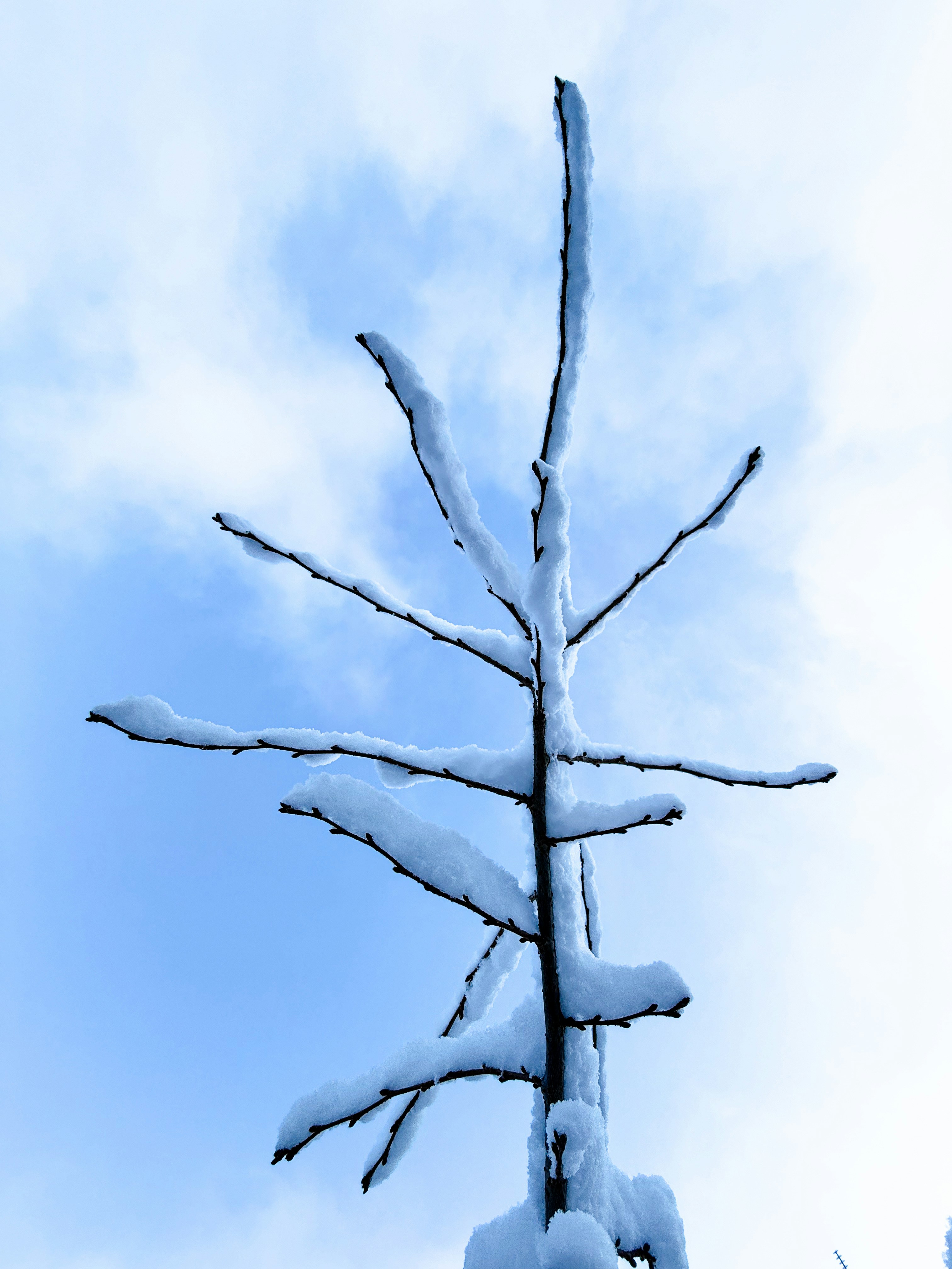 Galhos cobertos de neve contra um céu nublado