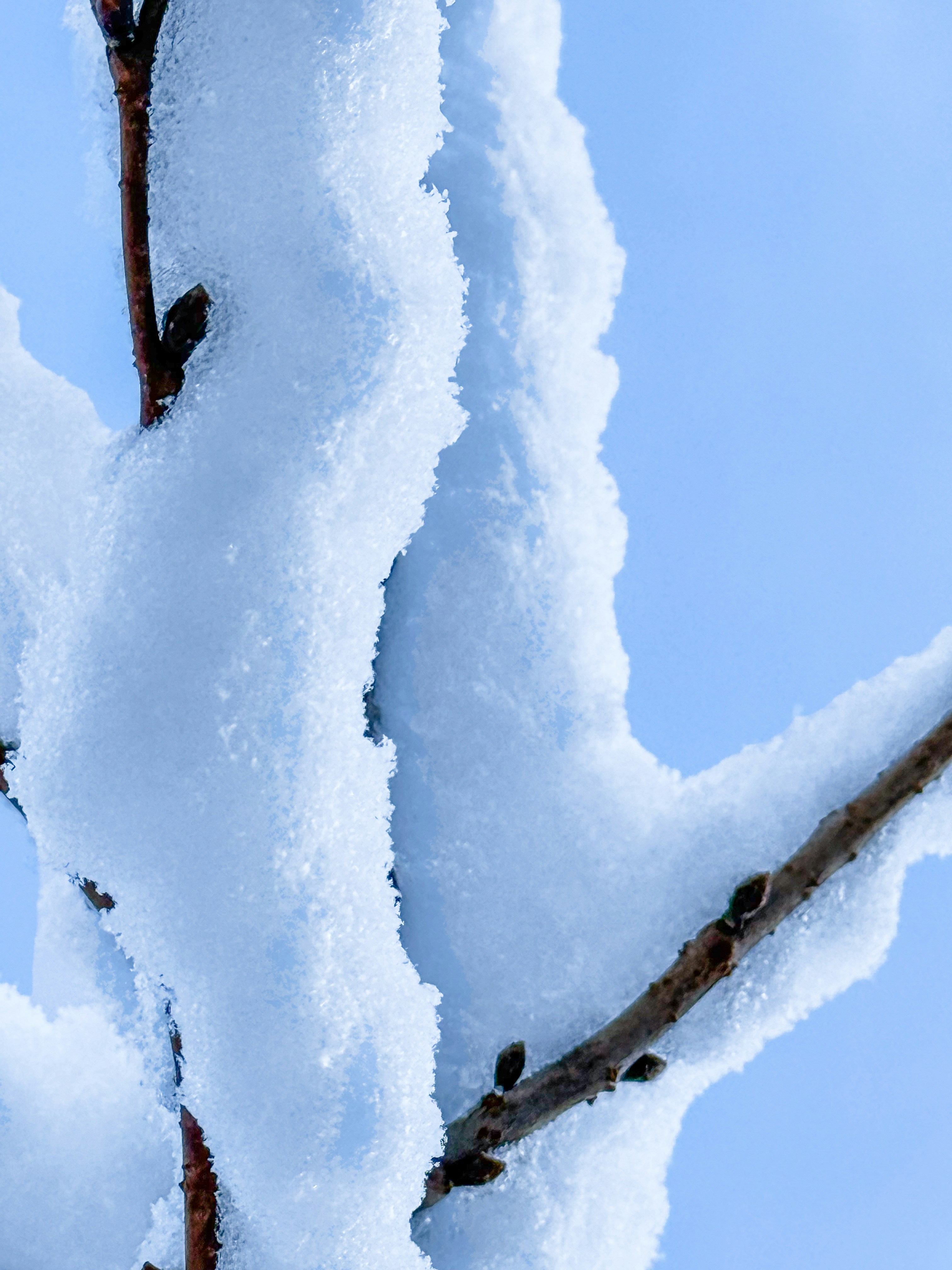 Galhos de árvores cobertos de neve fresca contra o céu azul