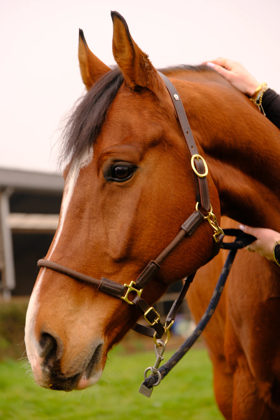 Brown horse wearing a leather halter