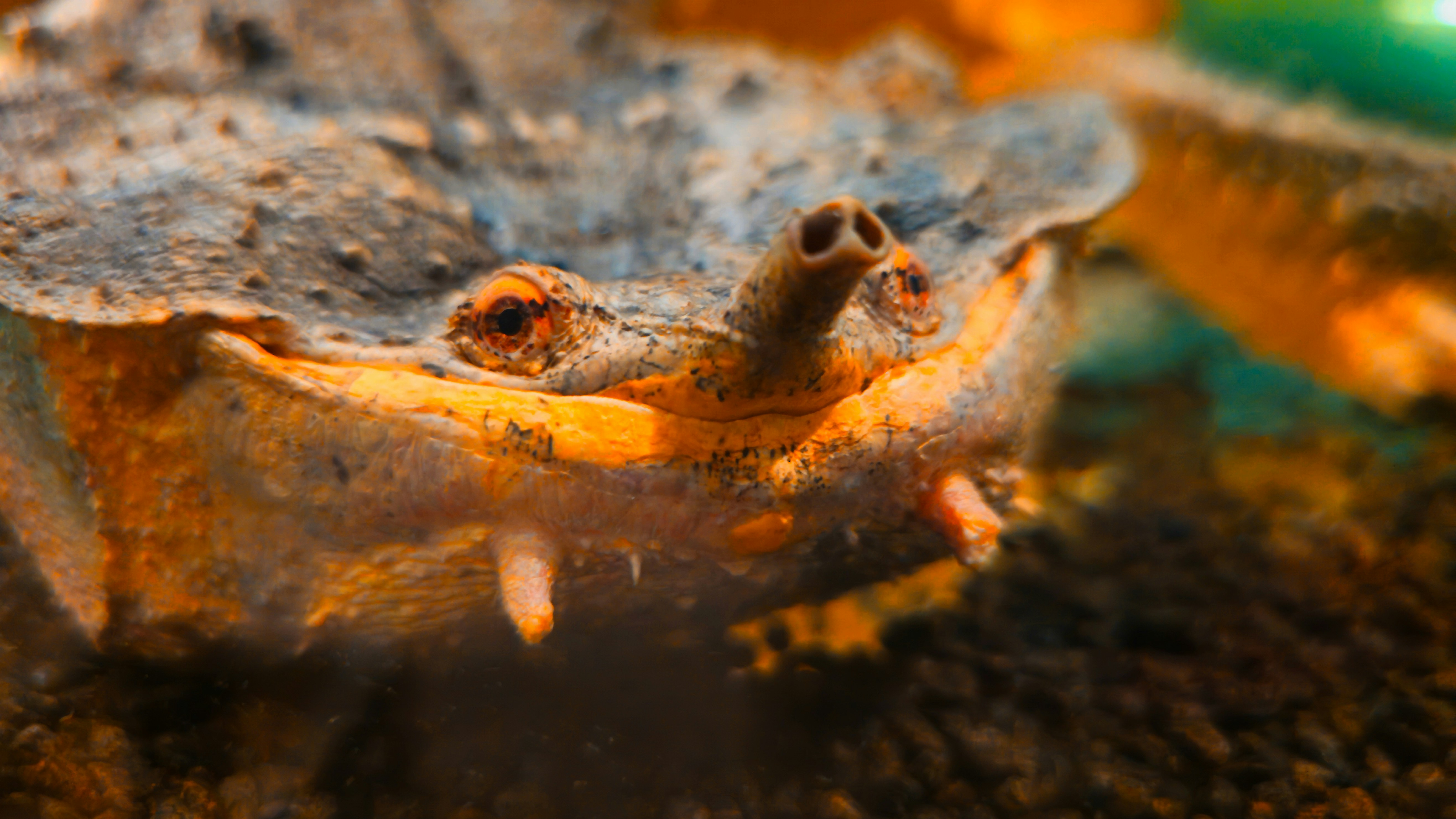 Close-up of a strange-looking toad with bulging eyes.