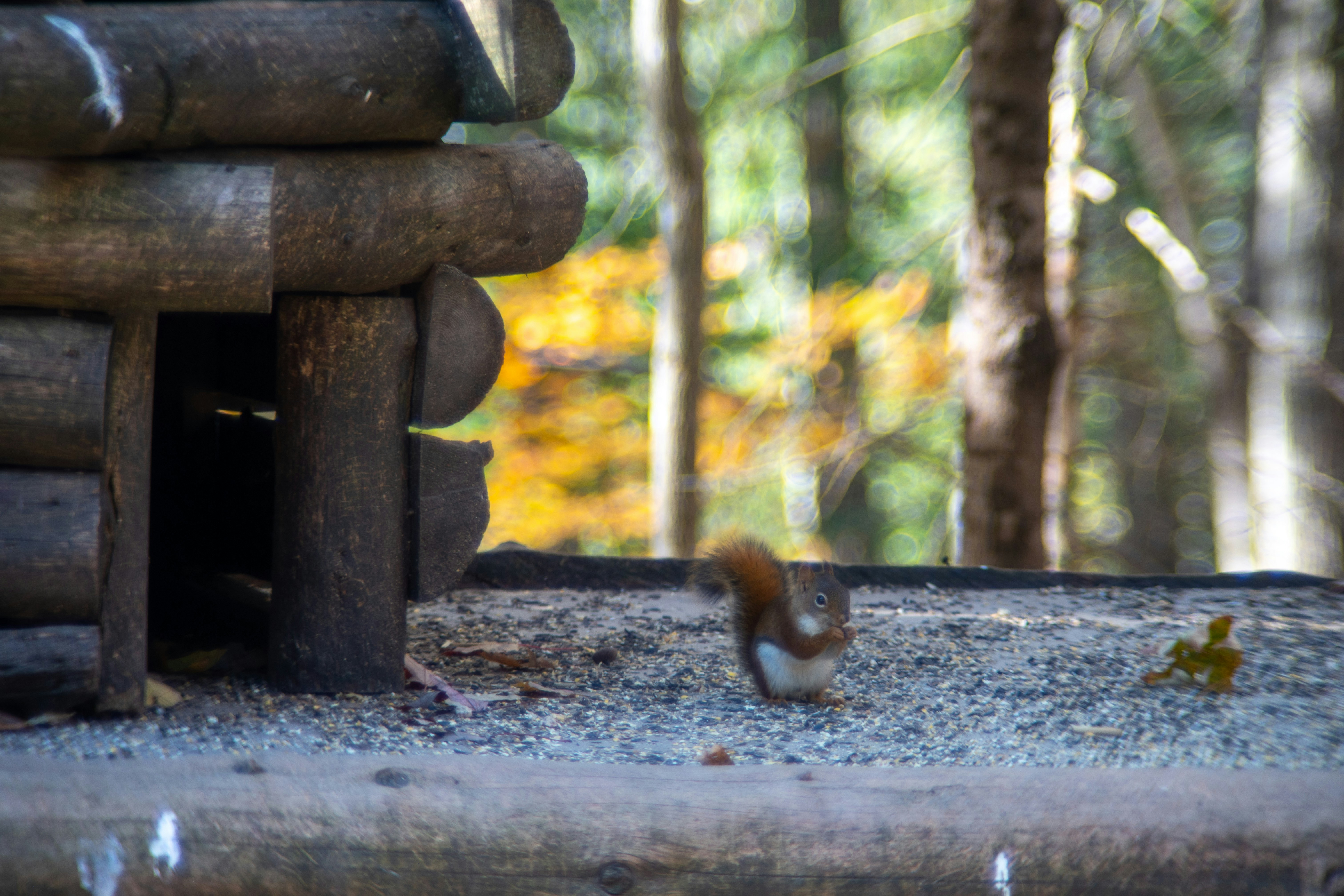 Squirrel eating seeds near a wooden structure