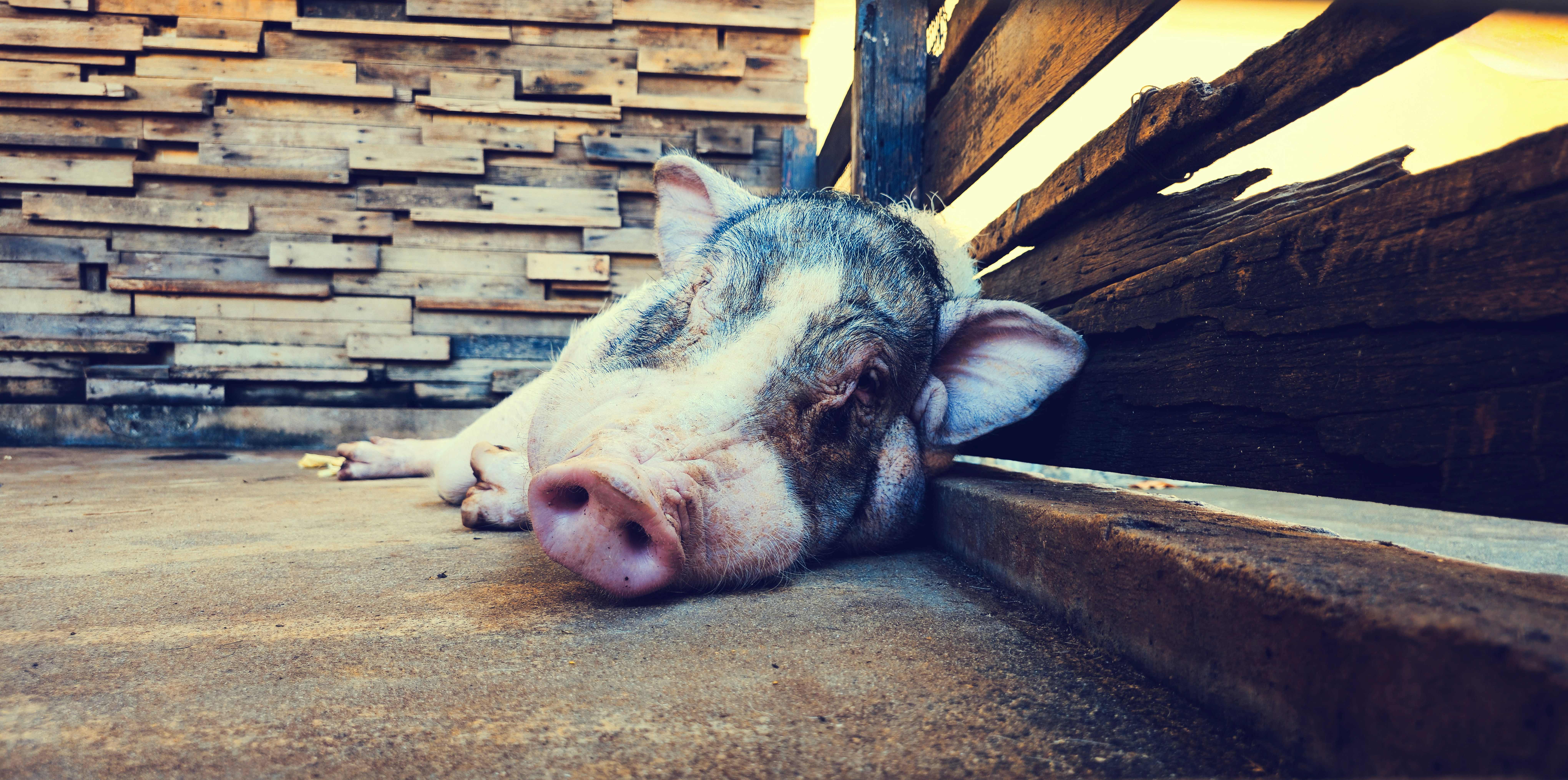 A spotted pig rests on a wooden surface.