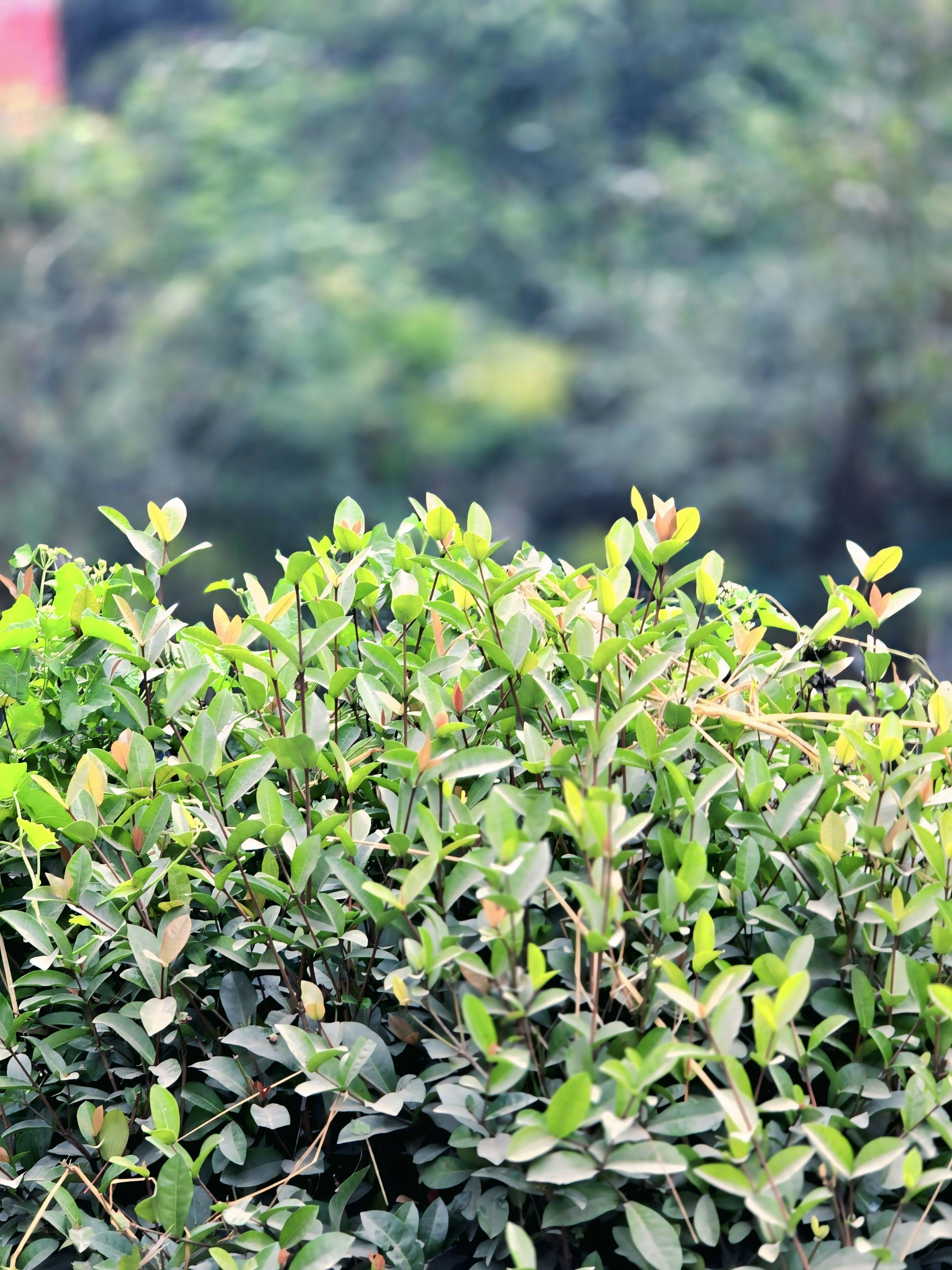 Green leafy hedge with blurred trees in background