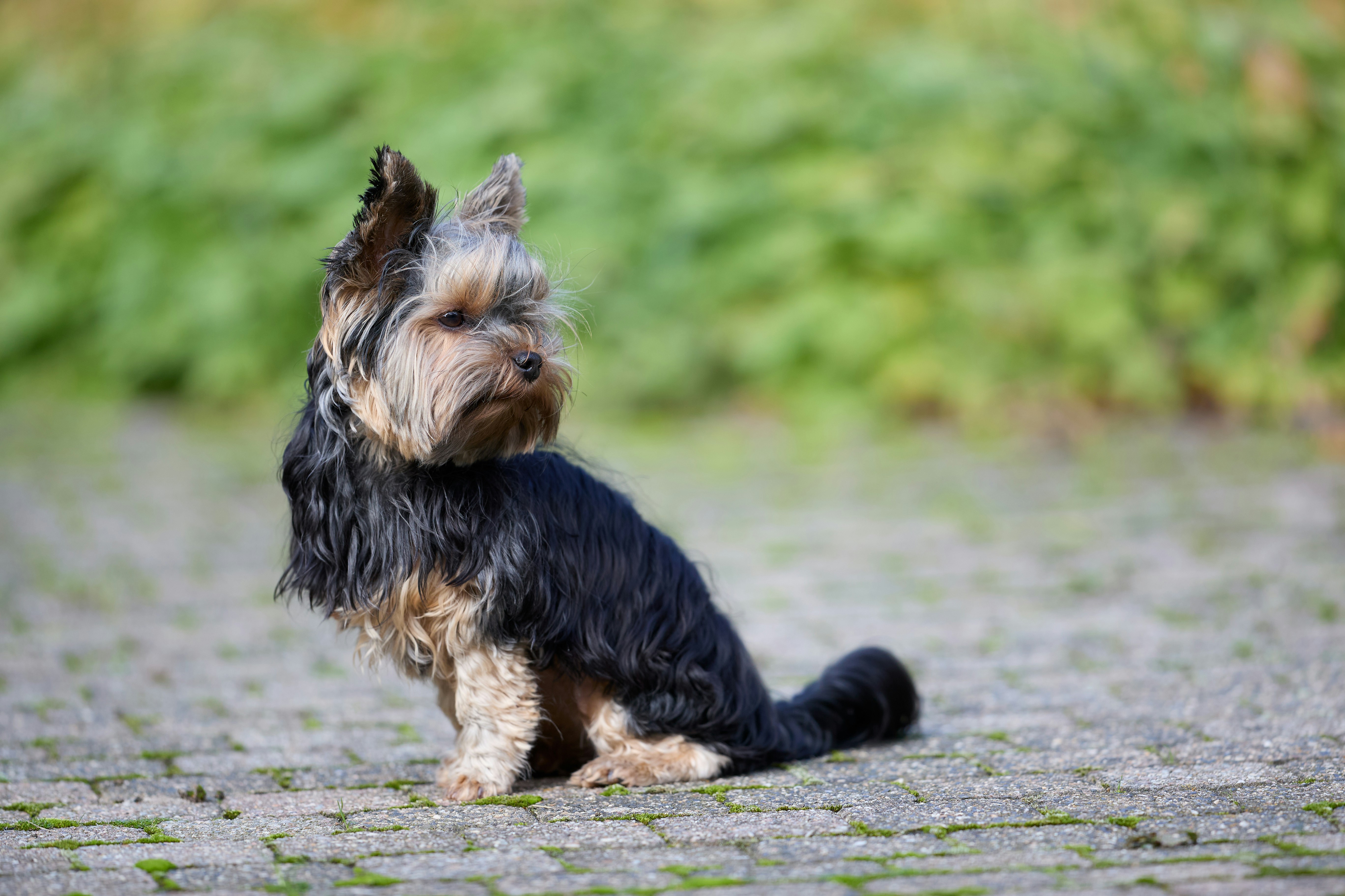 Photo by erwinbosman