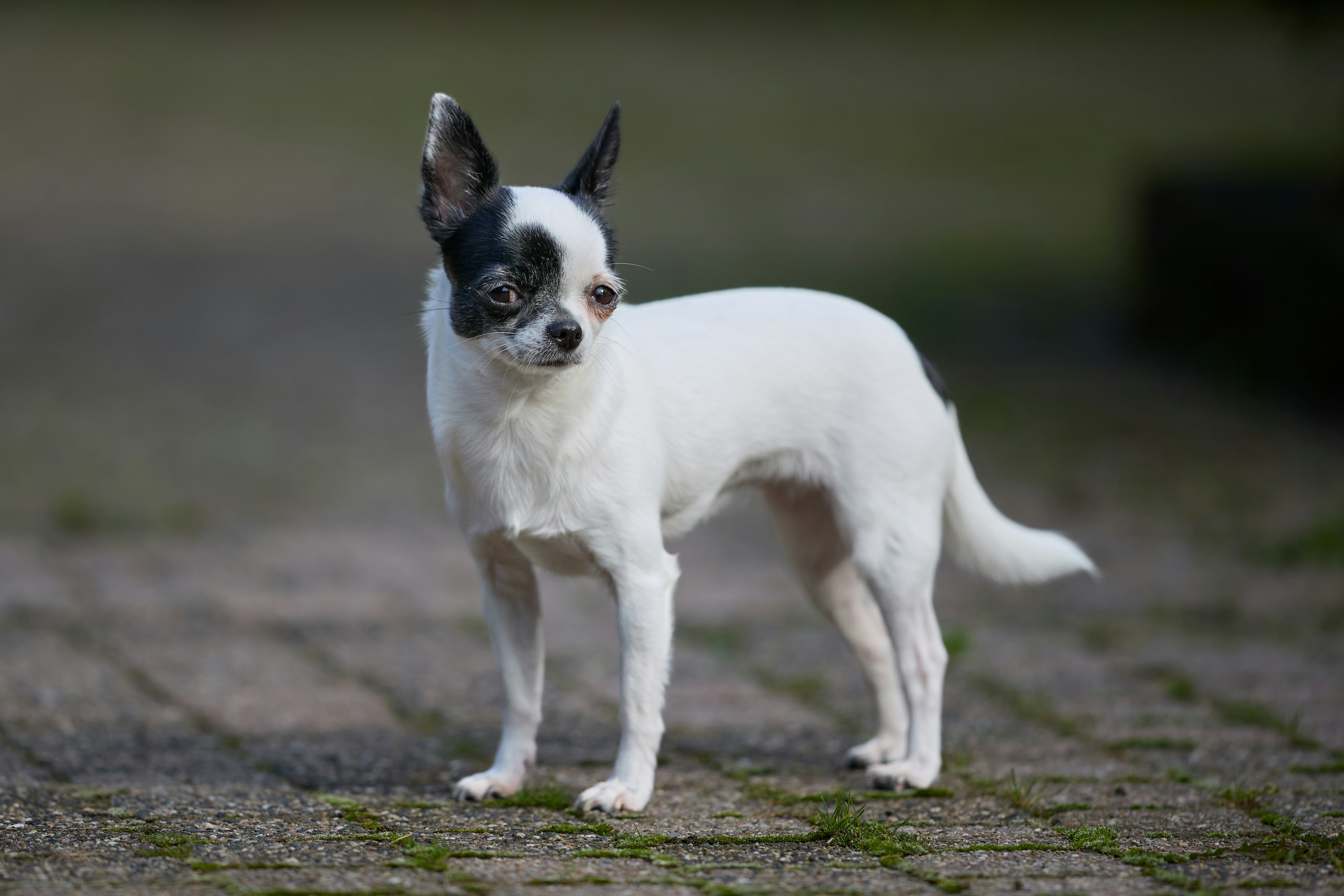 Photo by erwinbosman